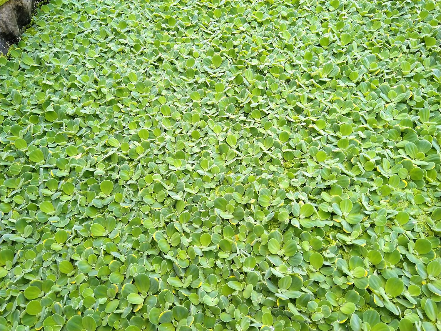 Muschelblume Pistia stratiotes 5 Stc. 610cm Schwimmpflanze Aquarium