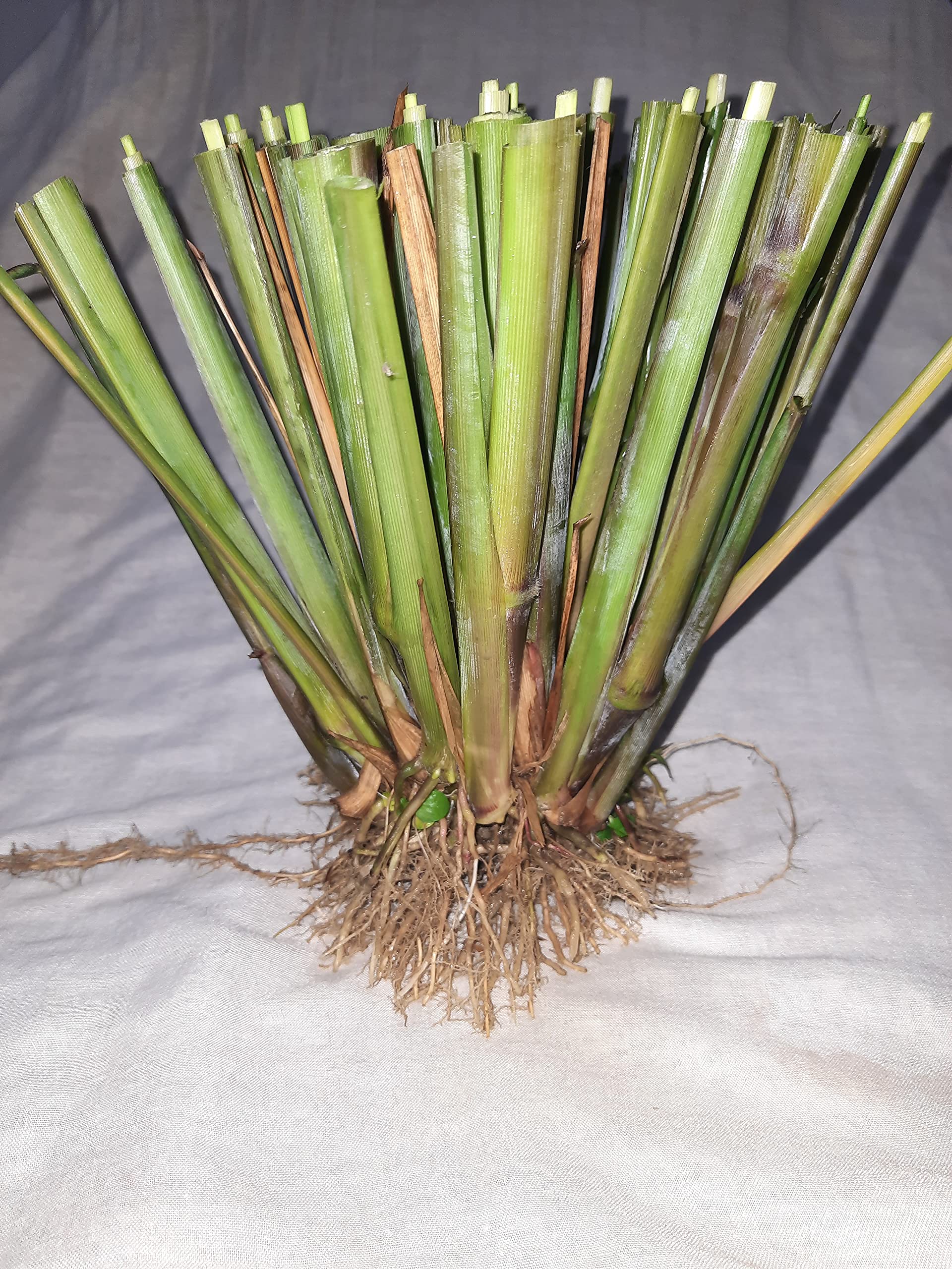 See full amazon price history chart for Fresh Organic Agrotech -Guinea Grass Fresh Live Root Slips, Napier Grass,Use for pasture, silage and hay, for Animal Husbandry like Cow, Buffalo, Goat, Sheep, Poultry, Rabbit (Pack of 1 Bushes Avg 40 to 50 root slips) Fresh Organic Agrotech -Guinea Grass Fresh Live Root Slips, Napier Grass,Use for pasture, silage and hay, for Animal Husbandry like Cow, Buffalo, Goat, Sheep, Poultry, Rabbit (Pack of 1 Bushes Avg 40 to 50 root slips) (B09G789J4M) Amazon Price History, Amazon Price Tracker