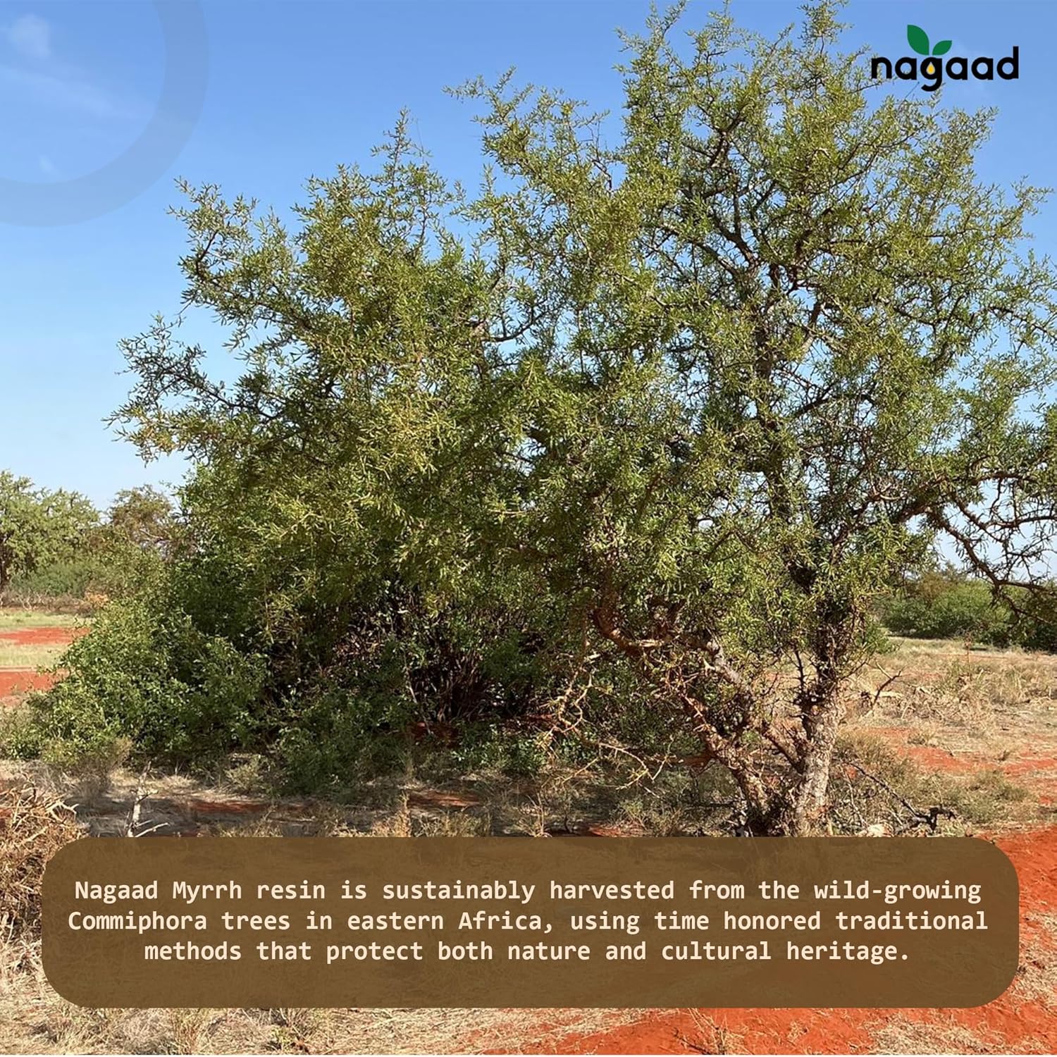 Frankincense Hair Growth Oil 200ml | Hair growth | Blend with Rosemary, Blackseed & Coconut Oil – Supports Thicker, Stronger Hair – For All Hair Types.