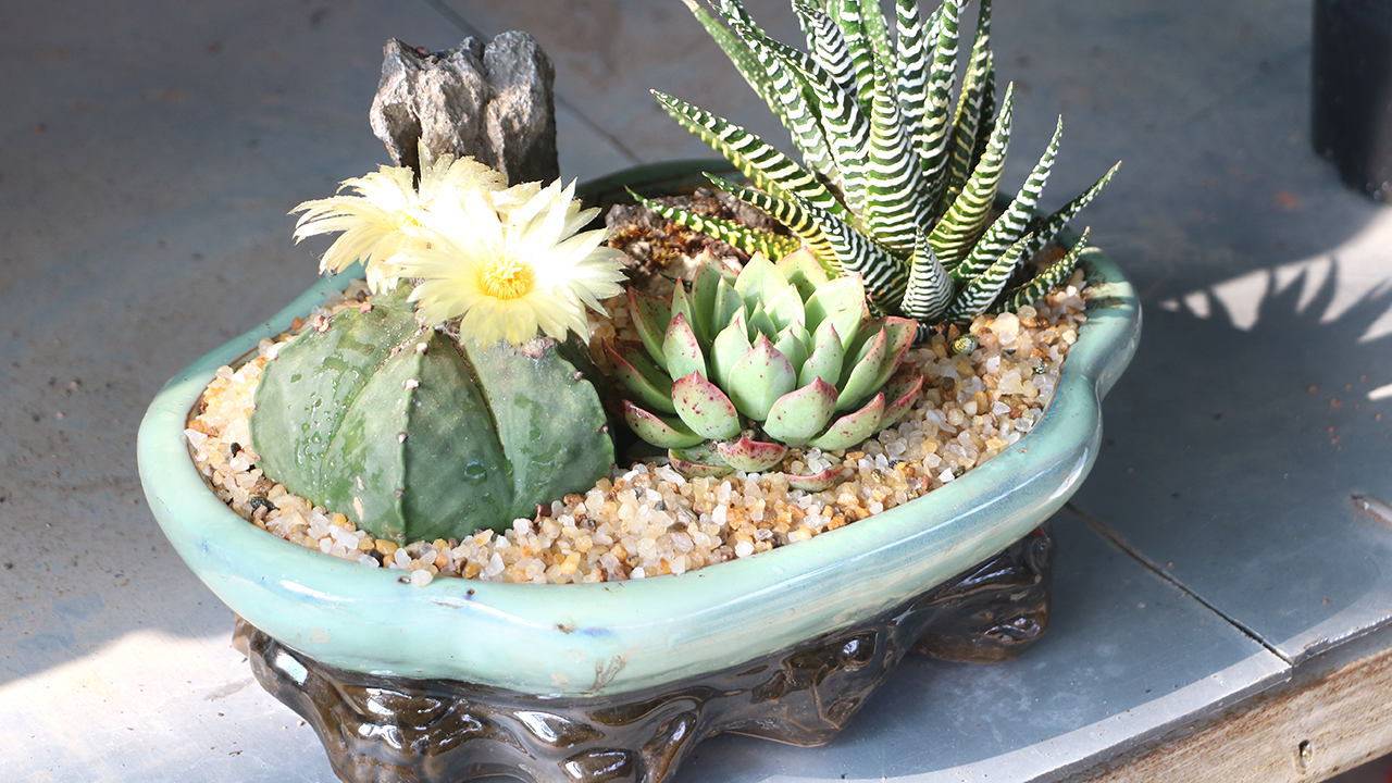 サンヨー Cacti サンヨー Cacti サンヨー Cacti