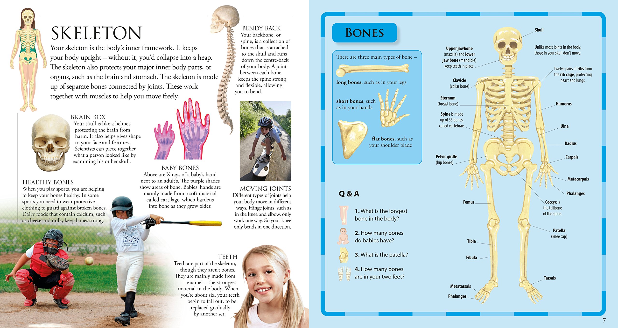 The Pop-up, Pull-out Human Body: Amazing Pop-up Skeleton and Pull-out Pages!