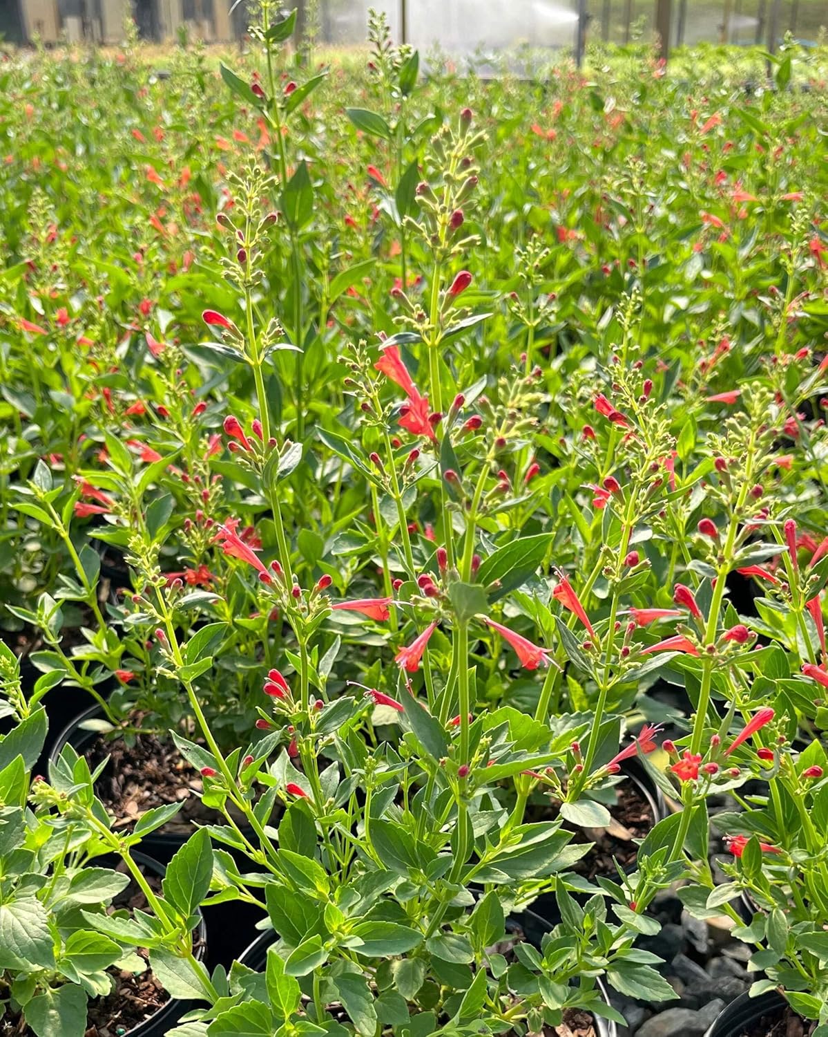 Perennial Farm Marketplace Agastache x Kudos Red (Dwarf Hummingbird Mint) Perennial, Size-#1 Container, Pink Flowers