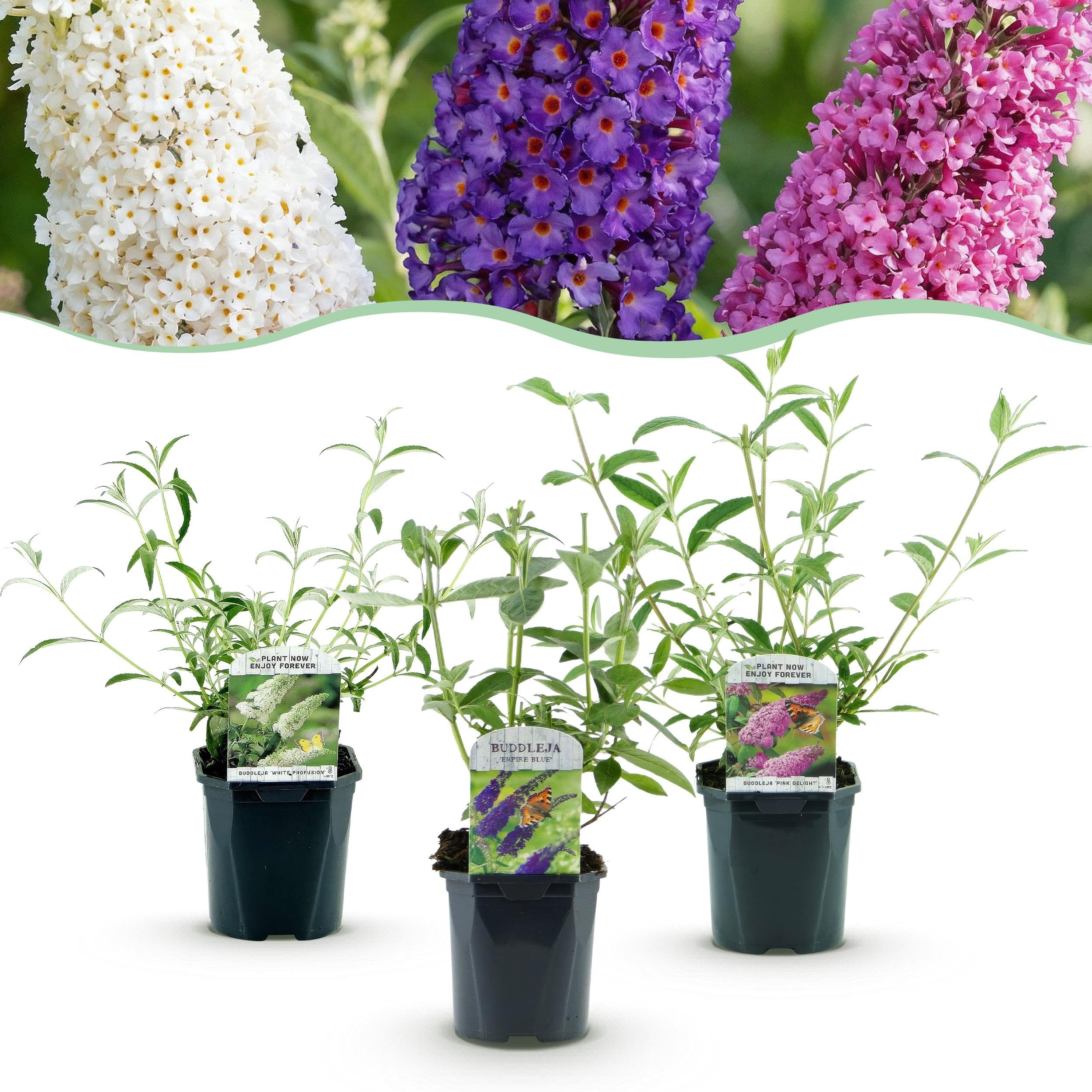 Buddleja davidii Tricolour Arbre à papillons 3 Plantes Pot 17cm Hauteur 45cm