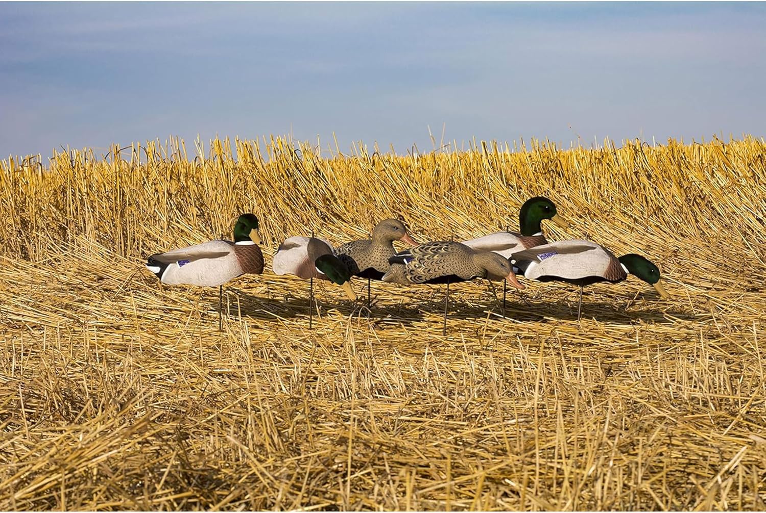 Higdon Outdoors Magnum Full-Form Shell Mallard Duck Decoys | Swivel Heads & Motion Stakes | Lightweight, Realistic Movement for Waterfowl Hunting | Variety Pack | Flocked Heads | 6pk