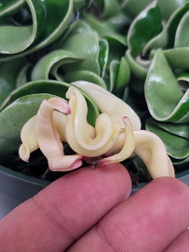 Miniatura 4 de Hoya Compacta abigarrada también conocida como Hoya Hindú Cuerda abigarrada disponible en maceta de 2, 4 y 6 pulgadas, planta viva Hoya Prime Plants