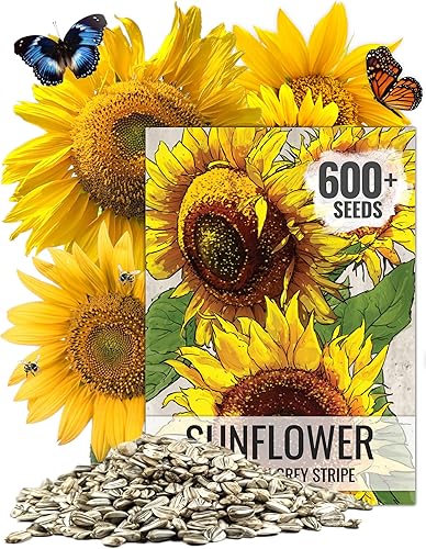 Seed Needs Más de 300 semillas de girasol grandes a rayas grises de mamut para plantar Helianthus annuus Estas flores gigantes de sol atraen