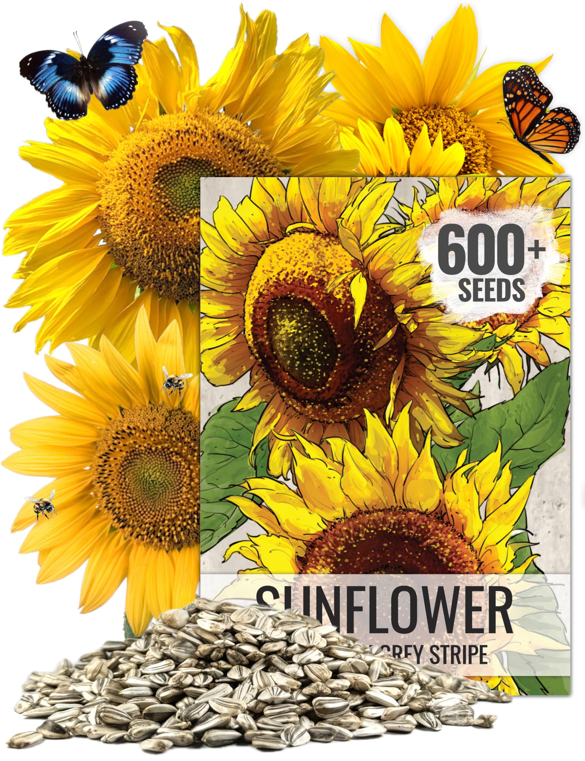 Seed Needs Sunflower Seeds to Plant Mammoth Grey Stripe | 1.5 Ounce Large Resealable Pouch Heirloom Seeds Helianthus Annuus Non GMO | Bulk Tall Growing Sun Flowers