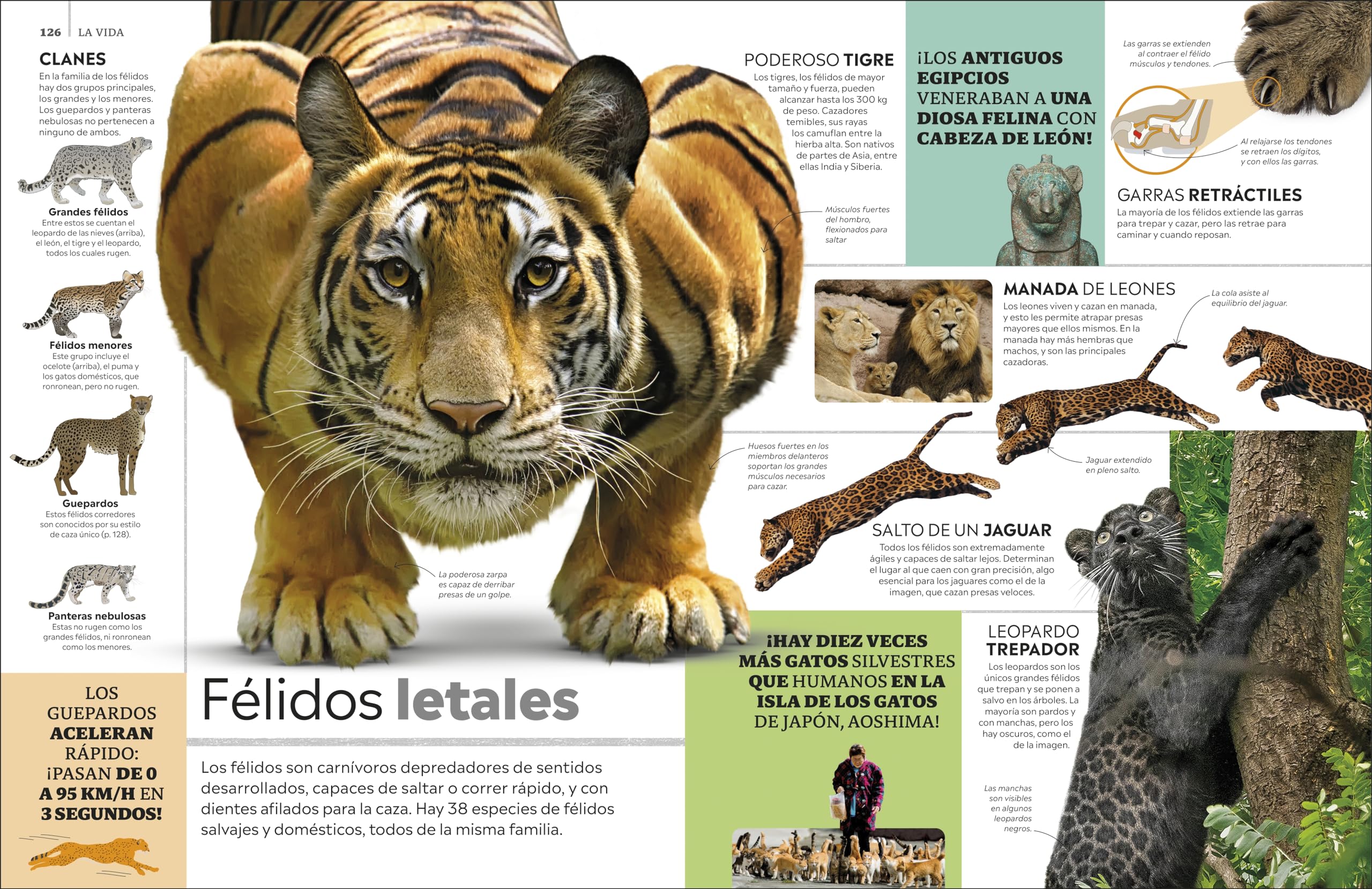 Eyewitness La enciclopedia (en espanol) (Encyclopedia of Everything) (Spanish Edition) - Image 4