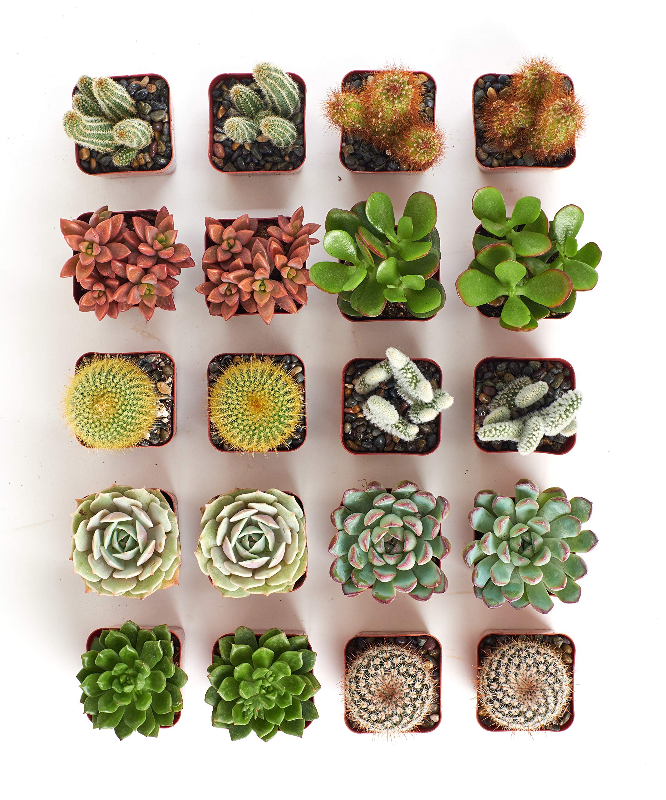 Shop Succulents Premium Live Mini Cactus and Succulent Plants in 2" Pots, Easy Care Indoor or Outdoor Gardening, Terrariums, Favors, & Contemporary Spaces with Hardy, Resilient Varieties, Pack of 40