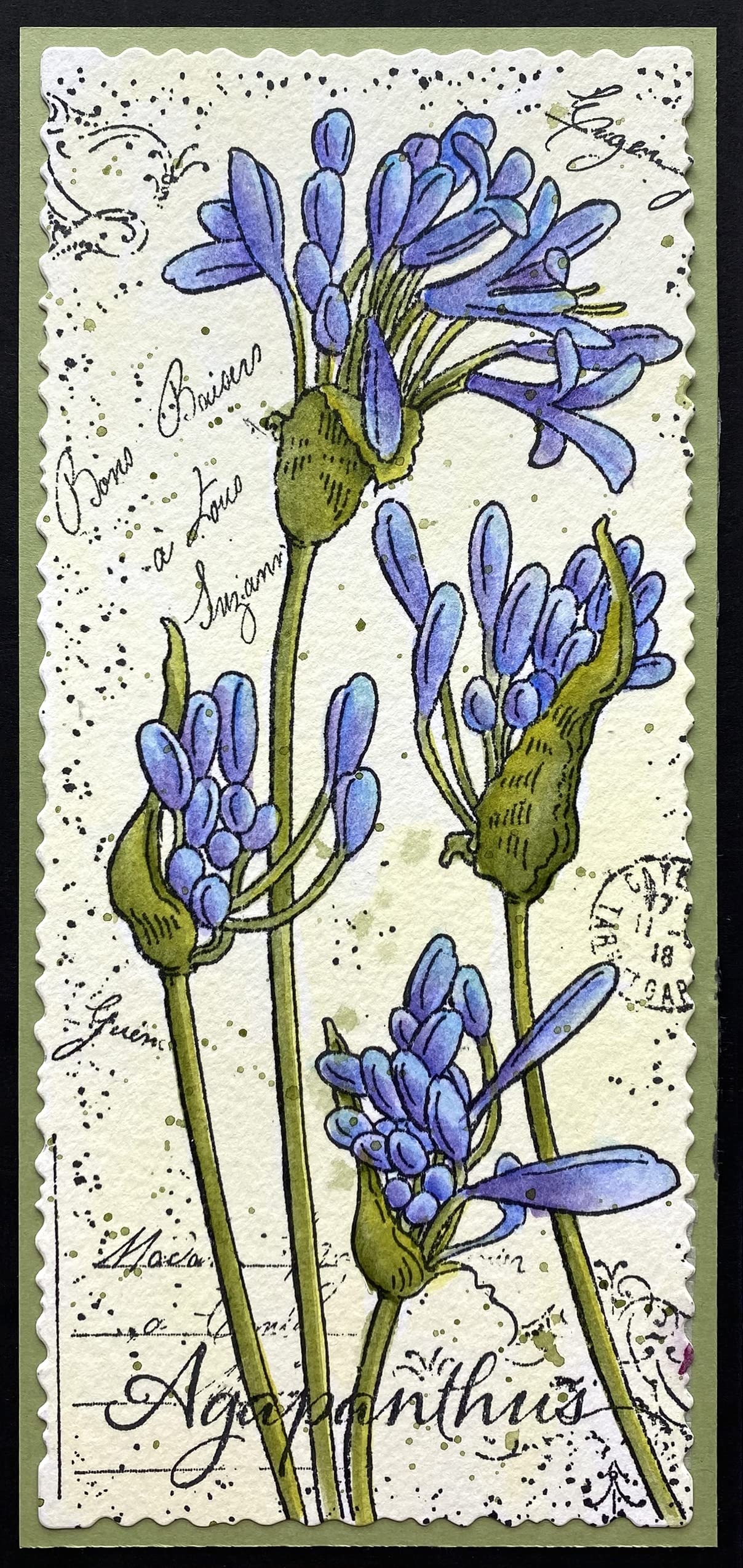 Schmaler Agapanthus-Stempel