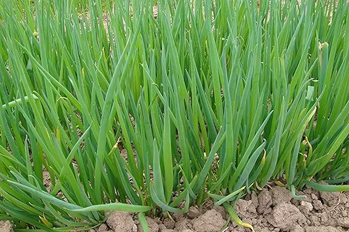 Miniatura 9 de Semillas de Cebolla Galesa Piero Green (Allium fistulosum) Vegetal para plantar Semillas Gigantes sin OMG 300 Semillas