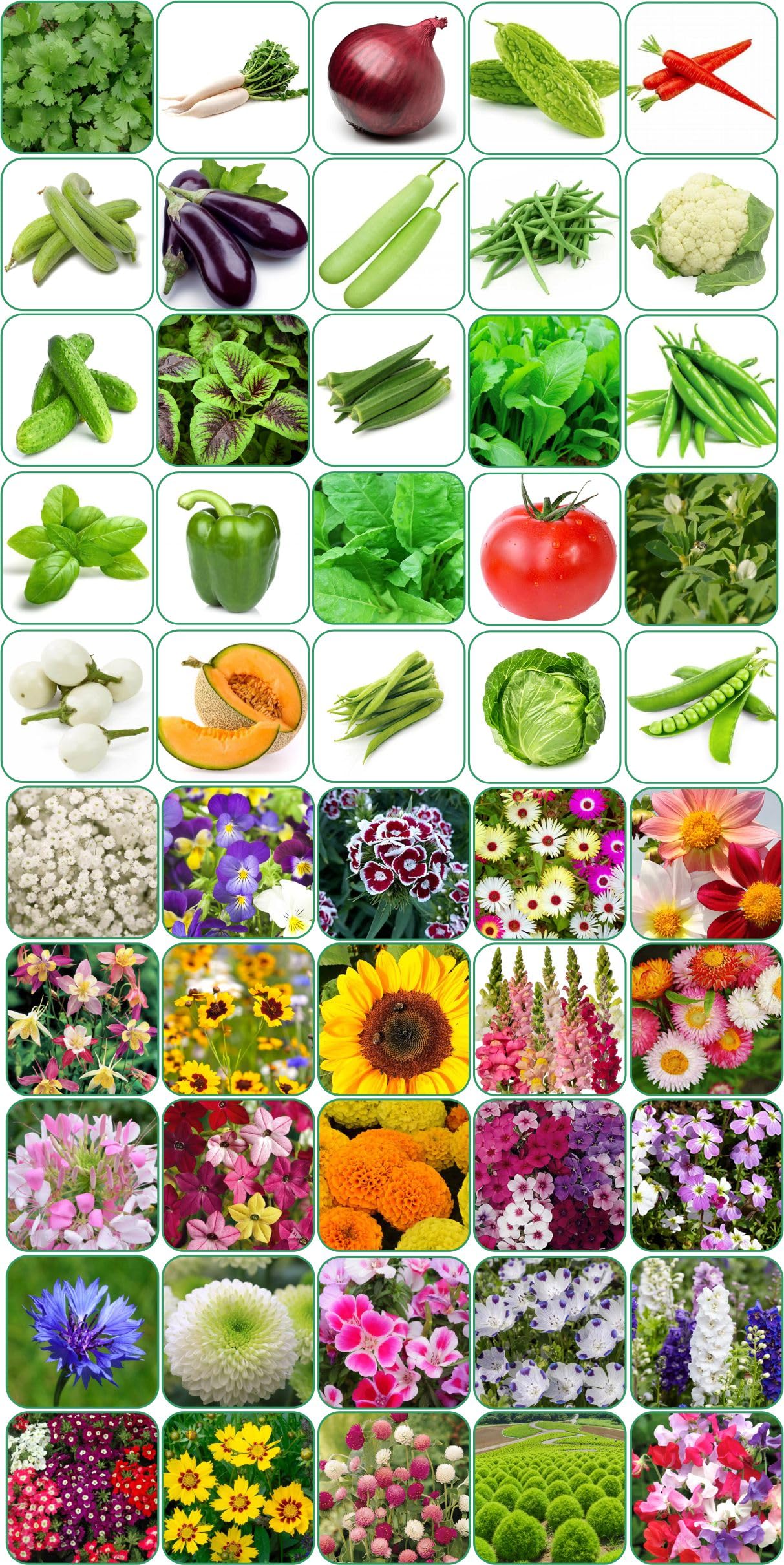 Aero Seeds 50 variety(25 flower and 25 vegetable) seeds combo pack with instruction manual. (B0C7G9SYGF) Amazon Price History, Amazon Price Tracker