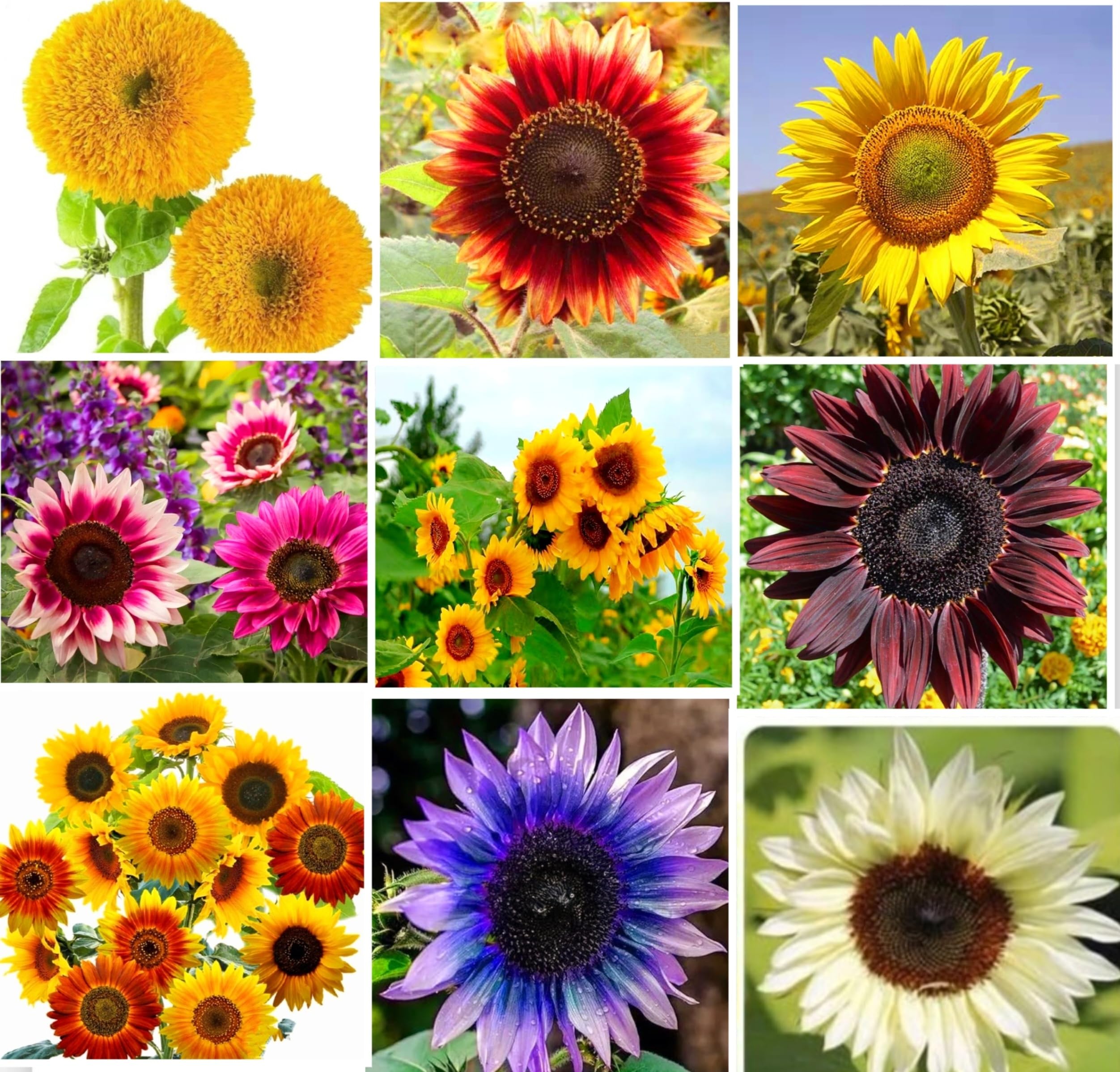 Amazon.com : 40+ Seeds Colorful Sunflower and Multi-Head Dense