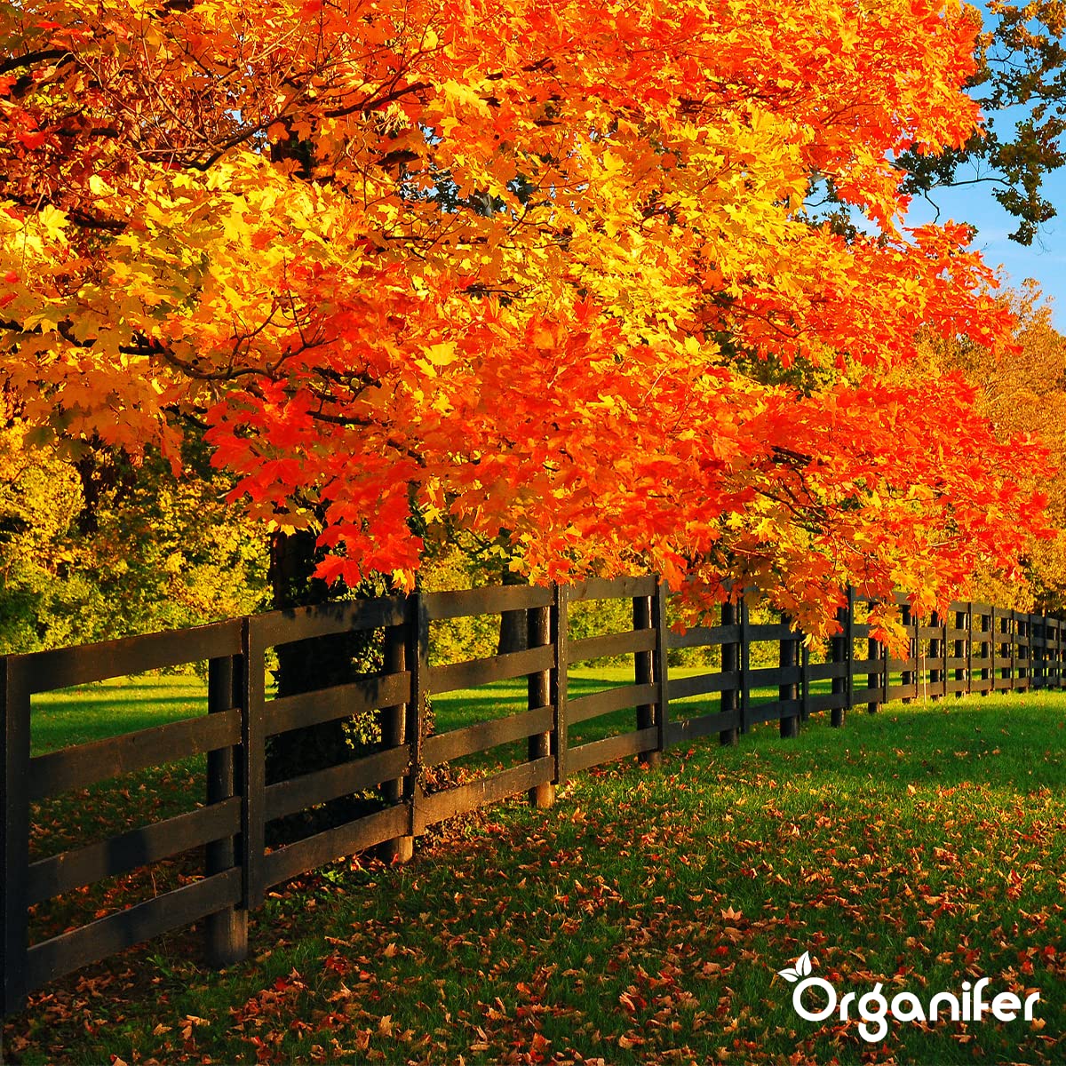 Fertilizante De Otoño Universal - 5kg = 100m2 | Rico En Potasio - Abono De Otoño - Abono Para Césped - Aumenta La Resistencia Del Césped A Las Heladas - Sequía - Organifer
