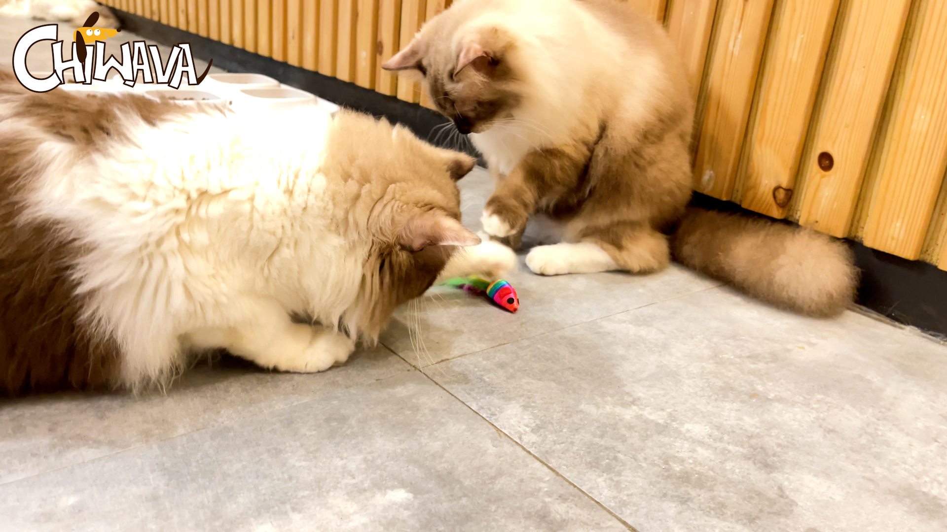 36 Pezzi Topini Giocattolo Per Gatti Con Sonaglio - Giocattoli Interattivi Colorati Per Gattini - Foto 12