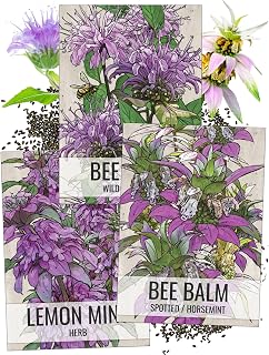 Seed Needs Bee Balm Seeds Planting