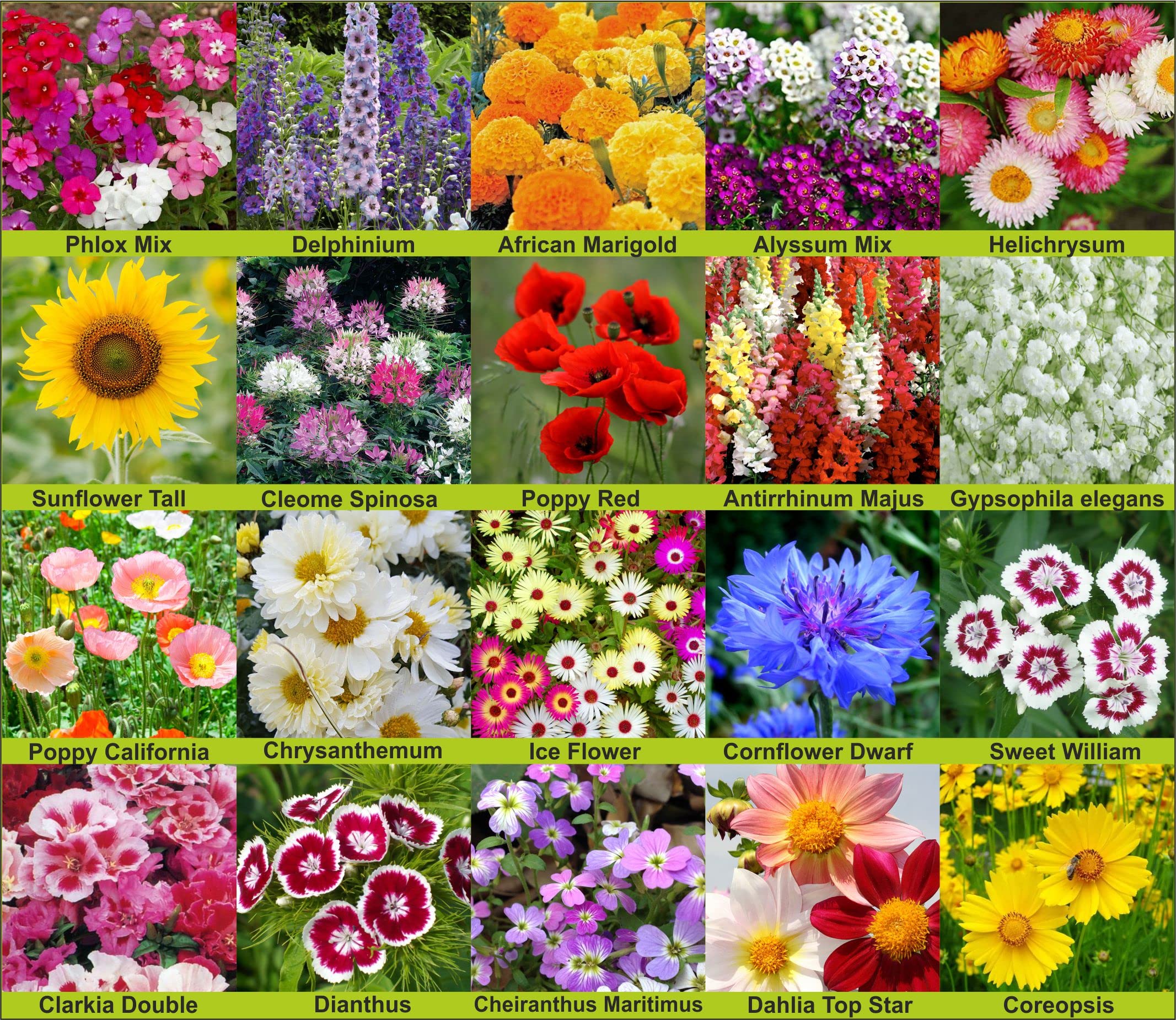 See full amazon price history chart for Agrey 20 Varieties of Flower 1405+ Seeds For Your Garden Beautiful Bloom High Germination Seeds with Instruction Manual Agrey 20 Varieties of Flower 1405+ Seeds For Your Garden Beautiful Bloom High Germination Seeds with Instruction Manual (B0929B31KW) Amazon Price History, Amazon Price Tracker