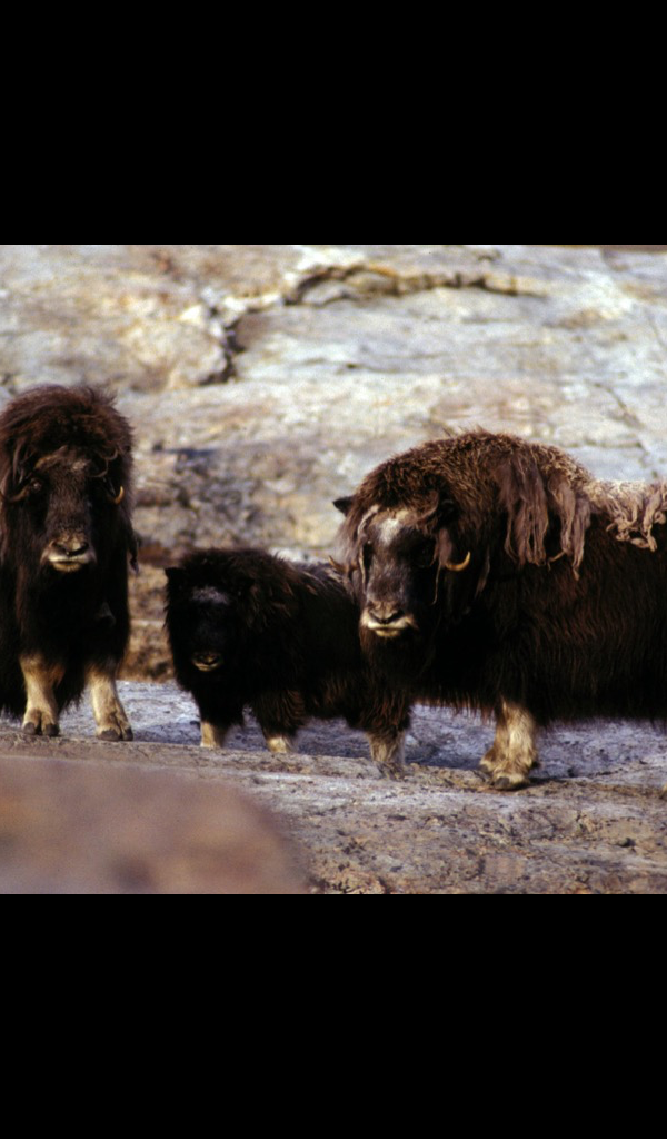 Muskox Wallpaper &ndash; HD Wallpapers of Muskox!:Amazon.fr:Appstore for Android