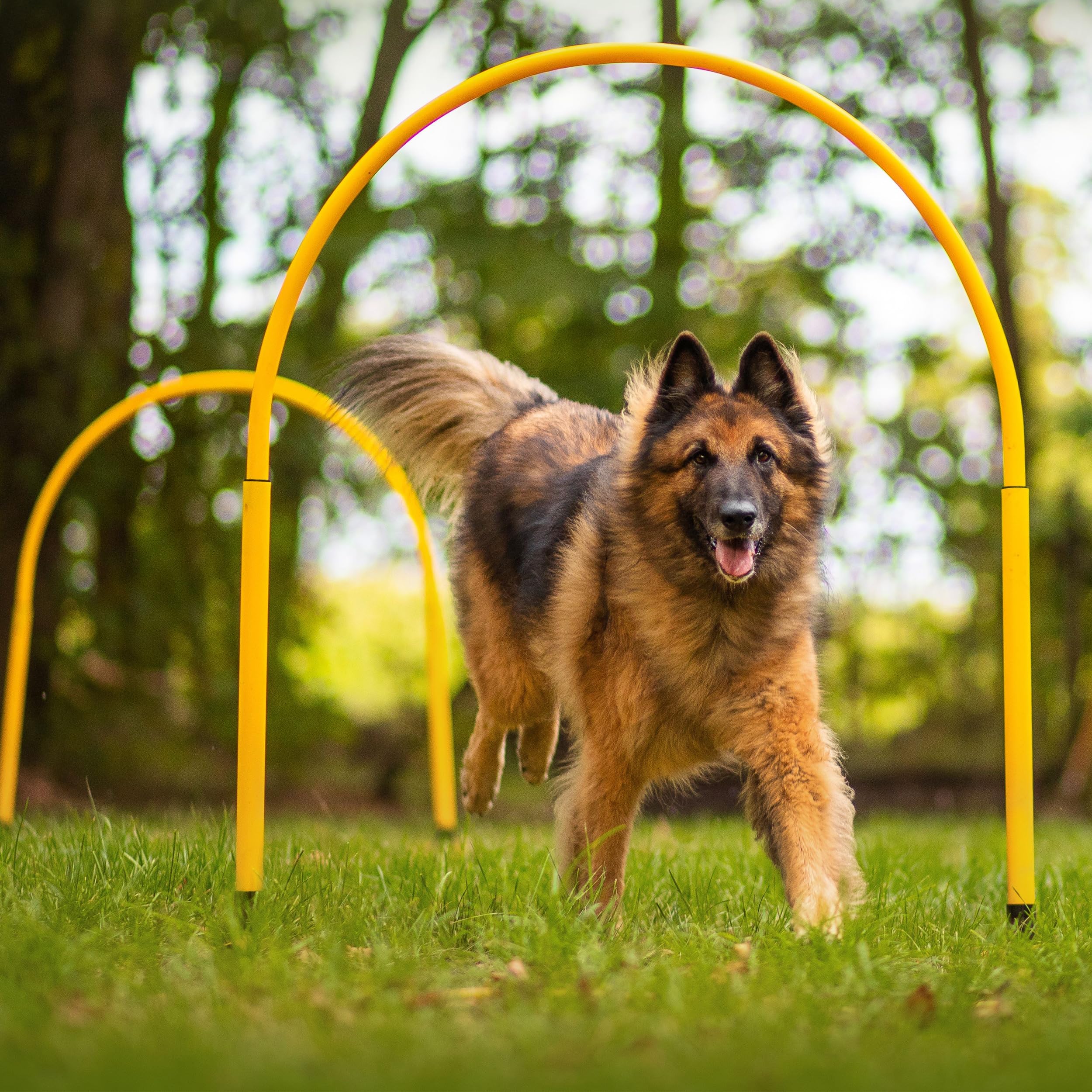 Hoopers Hoop – wetterfest, VDH-konform & farbig – mit Stecksystem für sicheres Hundetraining – aus robustem Kunststoff – Flexibler Hundesport-Reifen mit Stecksystem – Blau/Orange