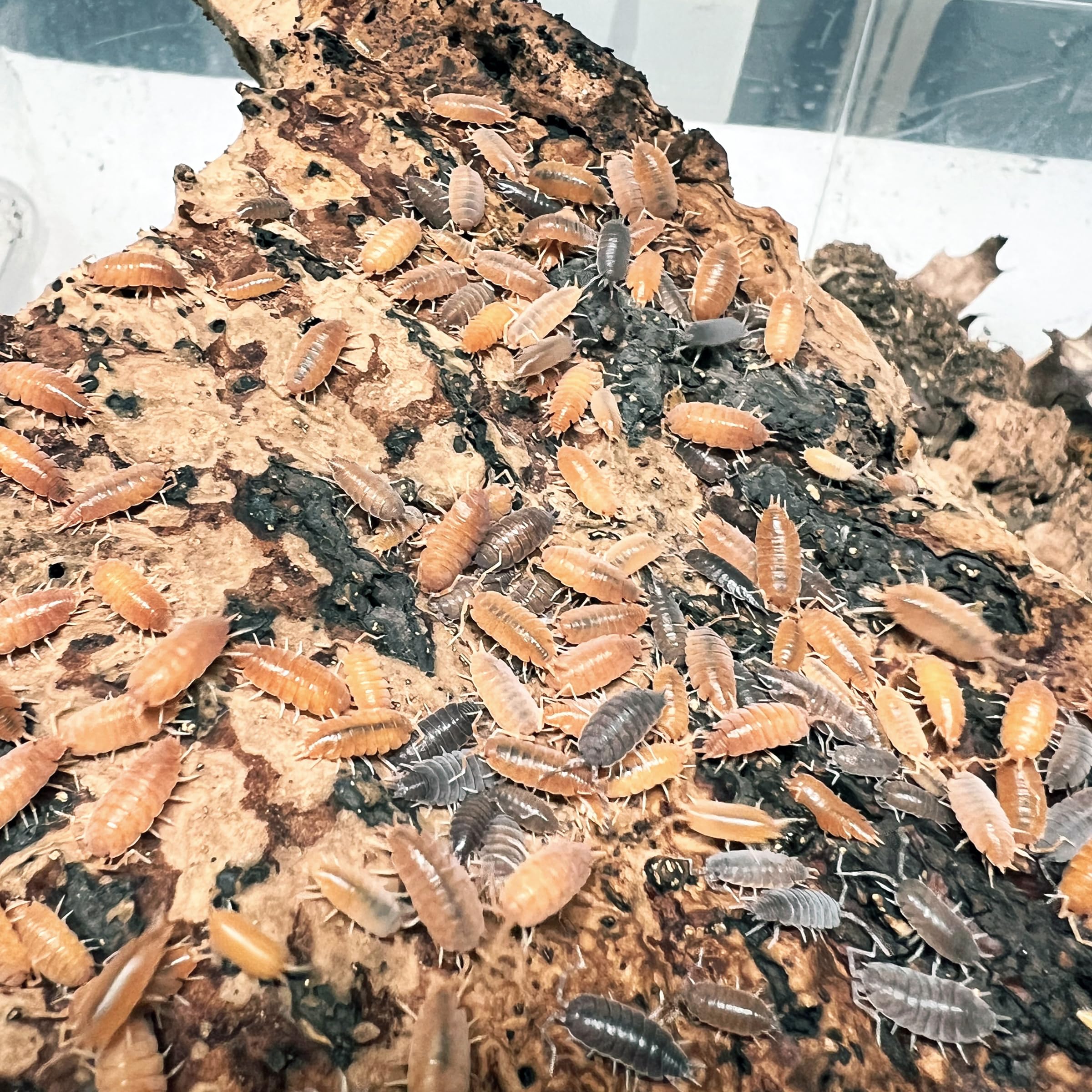 Exo-Morphs 25 ct. Porcellionides pruinosus Powder Orange & Blue Party Mix Isopods - Assorted Sizes - Terrarium Cleaner Crew - Live Arrival Guaranteed