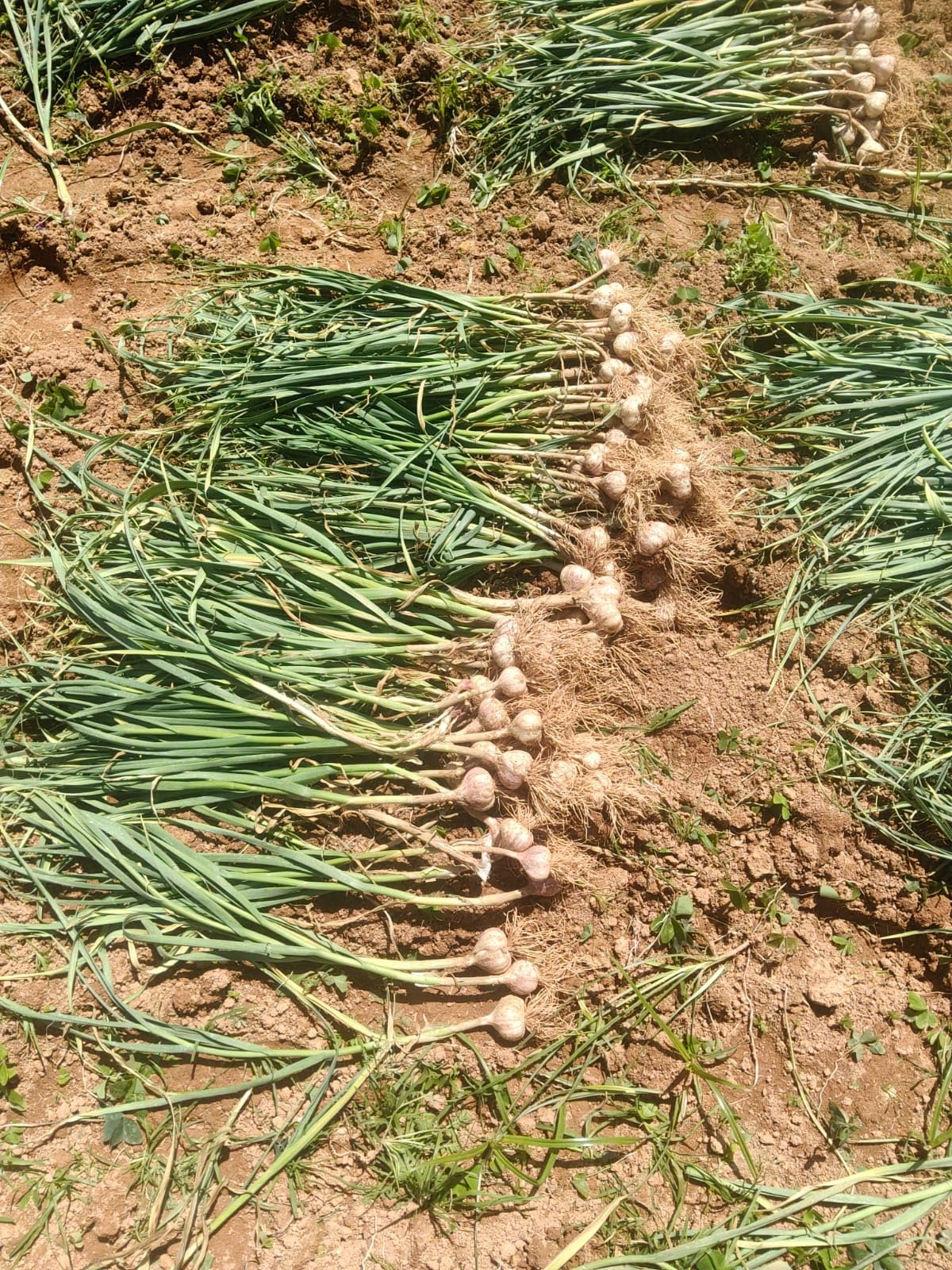 Kodaikanal Smoked Orginal Hill Garlic — Amazon image 5