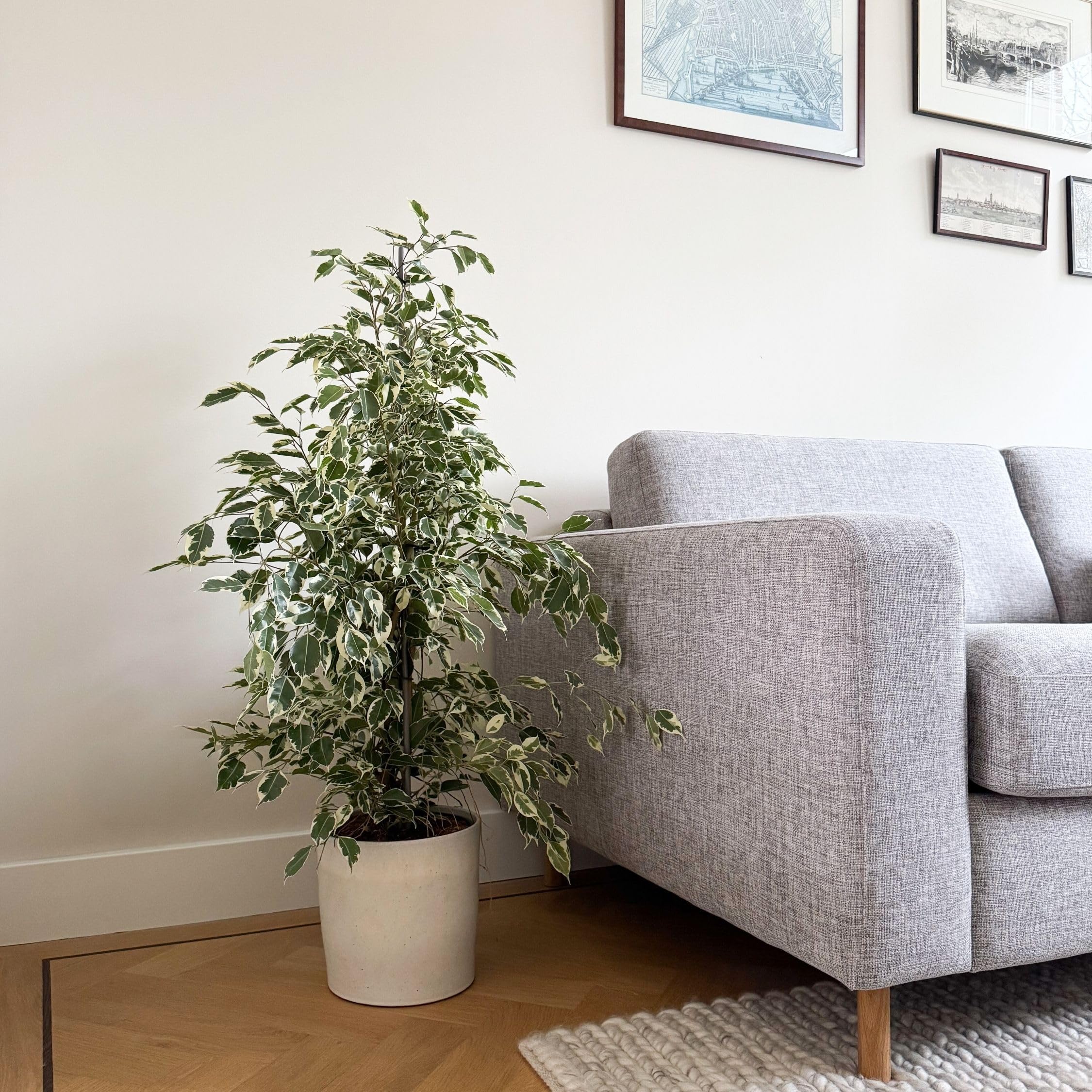 Plant in a Box - Ficus Benjamina Twilight - Vera pianta da appartamento grande - Vaso 21cm - Altezza 100-110cm