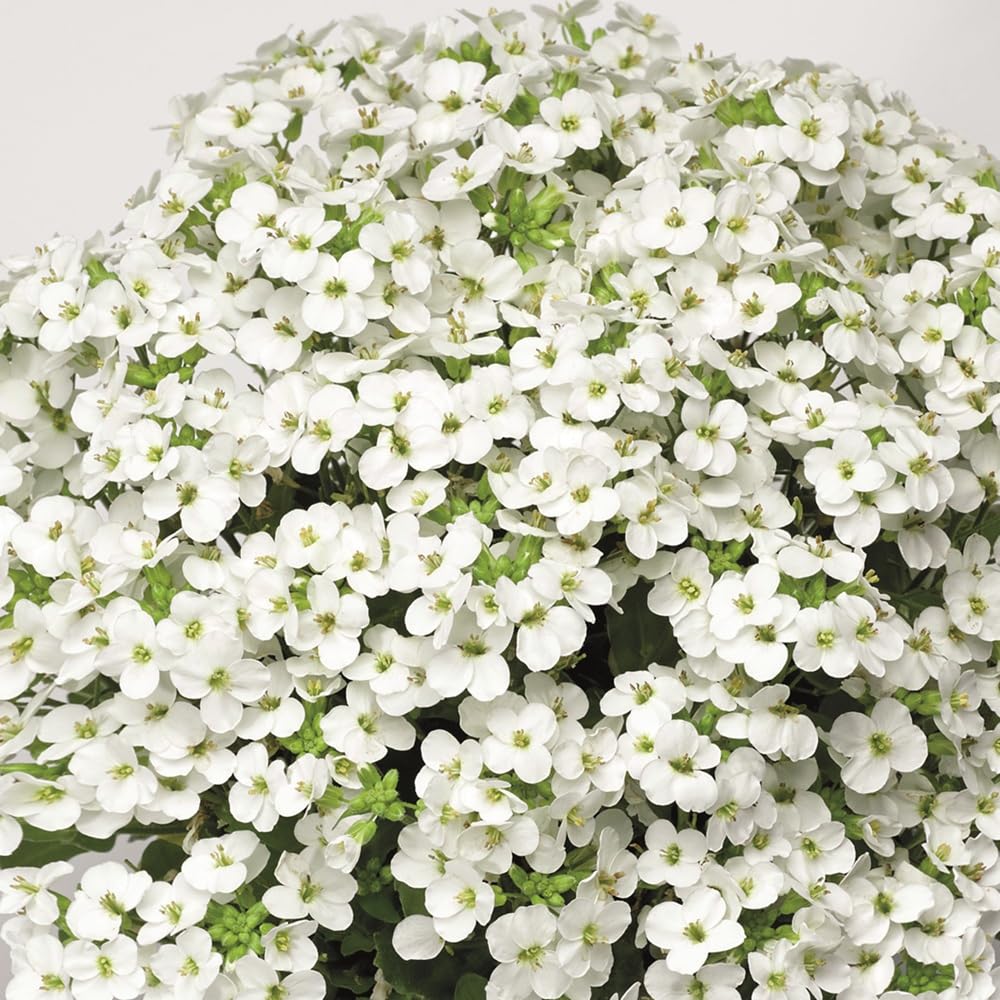 Bedwen Arabis 'Little Treasure White' 7cm Plant x3 – Rock Cress White Spring-Flowering Alpine Perennial for Rockeries & Trailing Over Walls