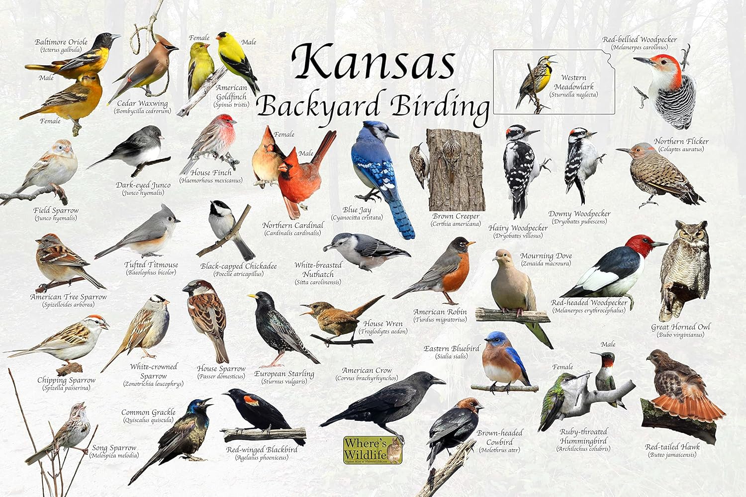 Where's Wildlife Backyard Birds of Kansas Poster Print