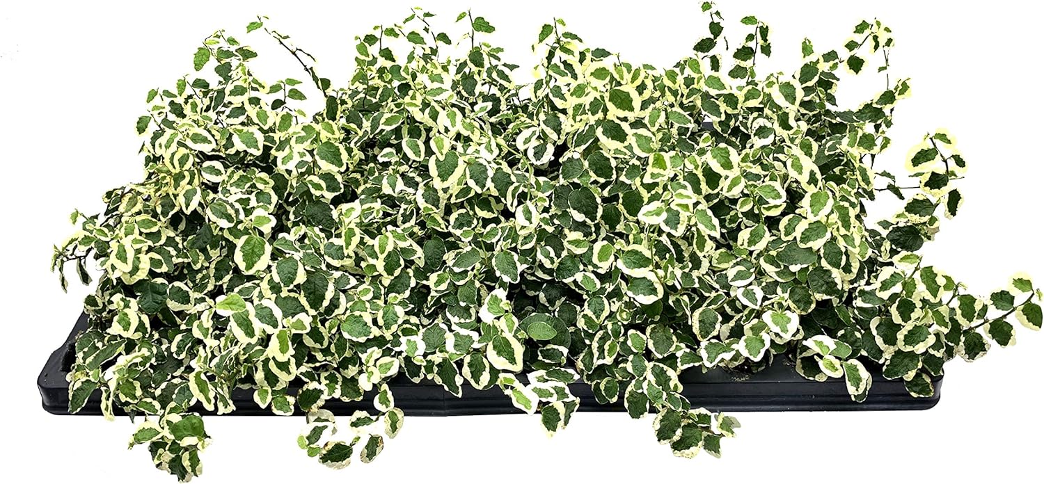 Variegated Creeping Fig Vine - Ficus Pumila Variegata - 20 Live Fully Rooted 2 Inch Plants - Climbing Ivy