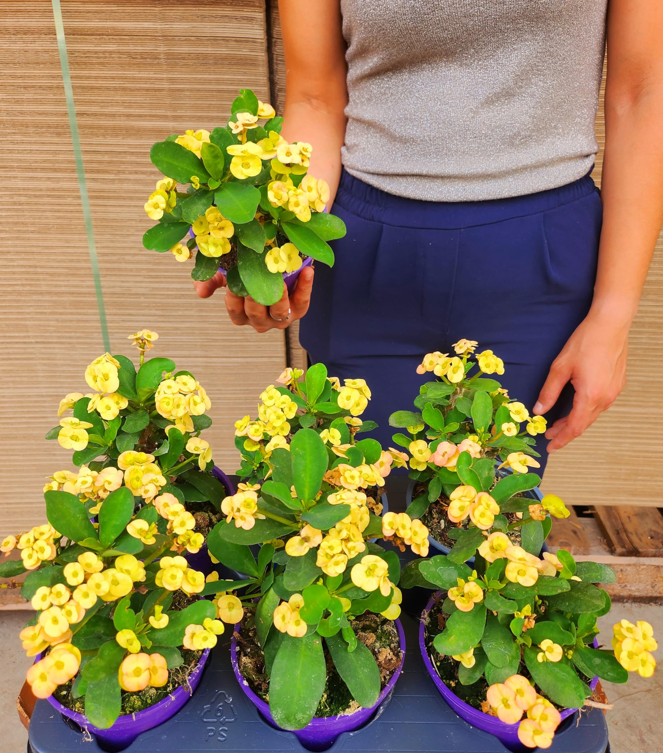 POWERS TO FLOWERS - Euphorbia Vulcana Bianca (Spina Di Cristo) | Set Di 2 Piante Vere In Vaso 13 | Facili Da Curare E Sempre Fiorite