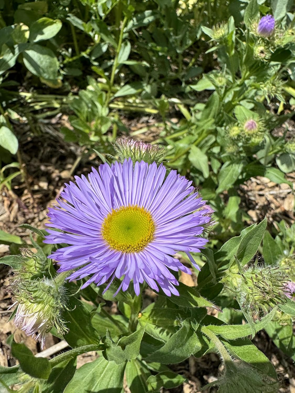 Seaside Daisy ‘Darkest of All’ – Live Plant, 3” Pot, Hardy Perennial Flower