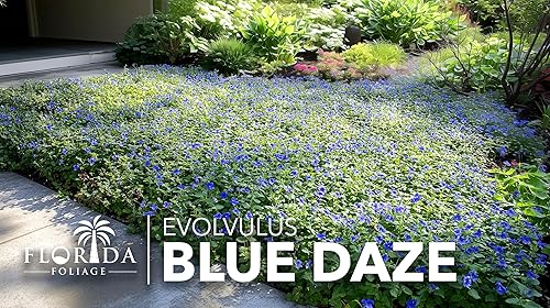Miniatura 4 de Blue Daze  20 plantas vivas  Evolvulus glomeratus  Cubierta del suelo tolerante al calor  Planta con flores durante todo el año para jardines y