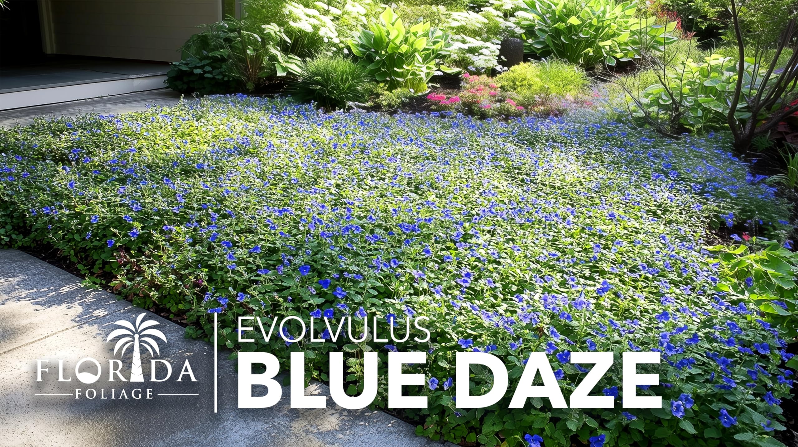 Amazon.com : Blue Daze | 3 Live Plants | Evolvulus Glomerata