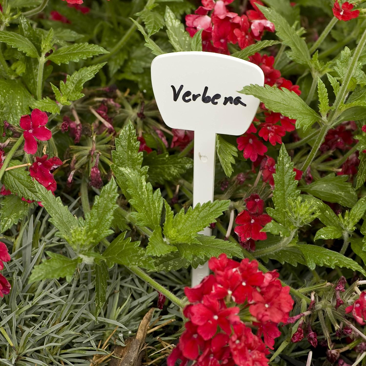 Gardener's Blue Ribbon T023B T-Labels for Plants, 6" image 3