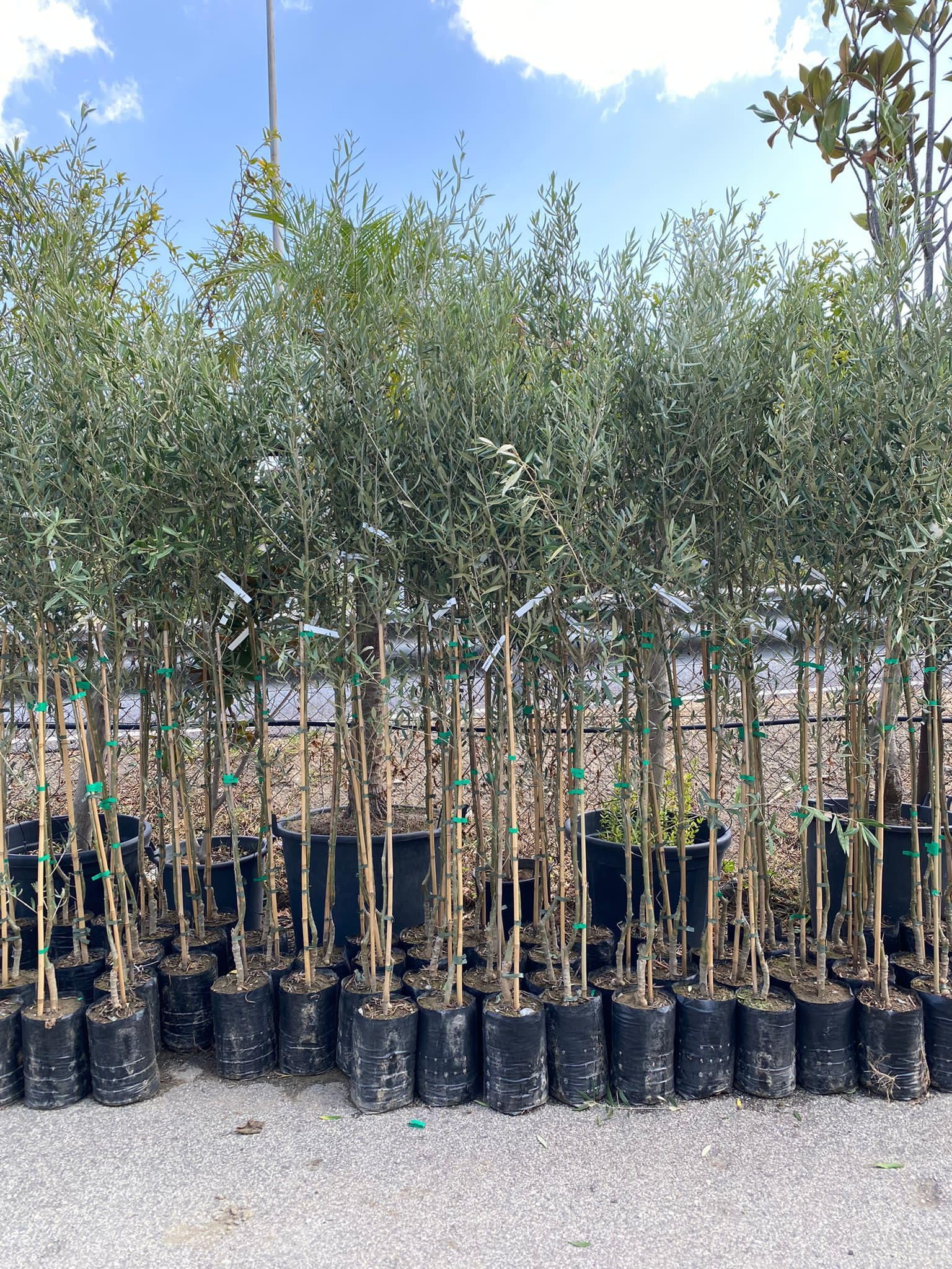 Pianta Di Ulivo Dolce (oliva Mela) In Vaso – Altezza 150/170 Cm, Vaso 20 Cm – Vera Foto, Nuova
