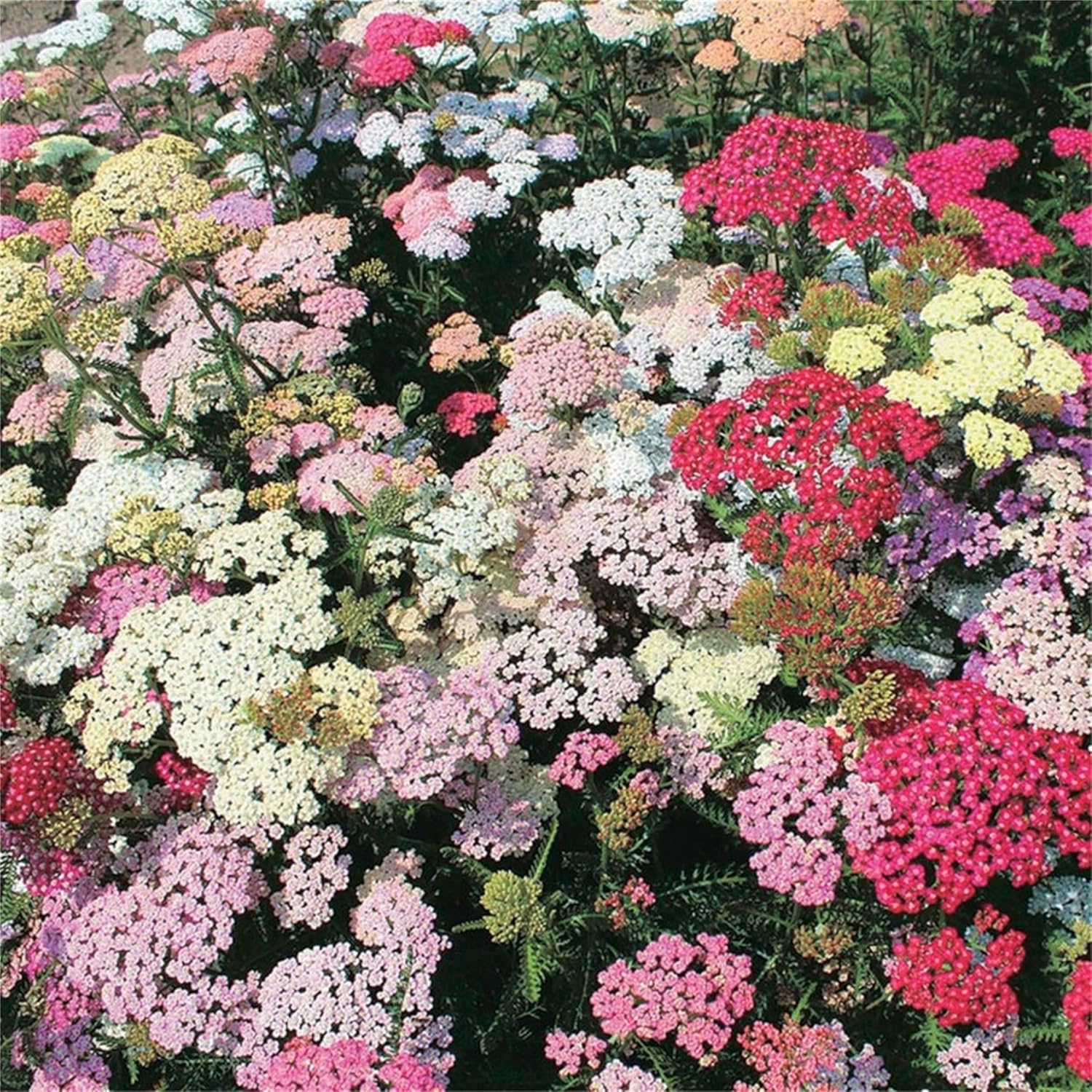 Rare Flower Seeds Yarrow Seeds 1000+ Colorado Yarrow Mixed