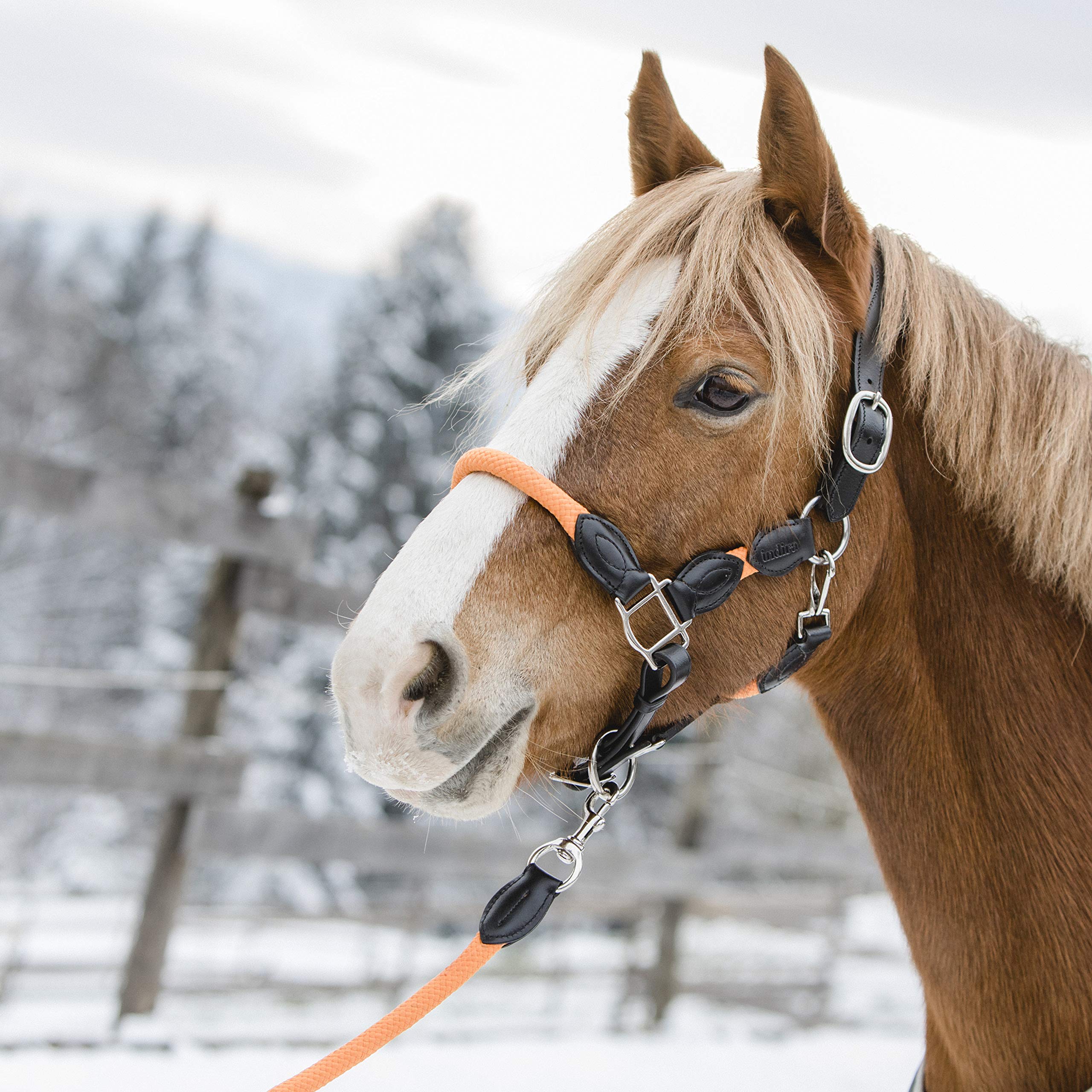 indira Seil-Leder-Halfter pro PP-Echtleder (Pony, Blau 01)