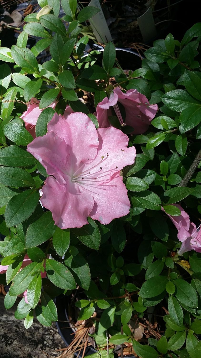 EZ Growing Plants (1 Gallon)'Coral Bells' Azalea Plants