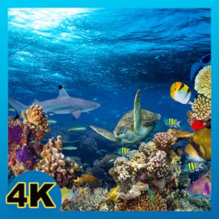 Marine Aquarium - Jellyfish Aquarium ~ Relaxing Music for Sleep, Study, Meditation & Yoga • Screensaver