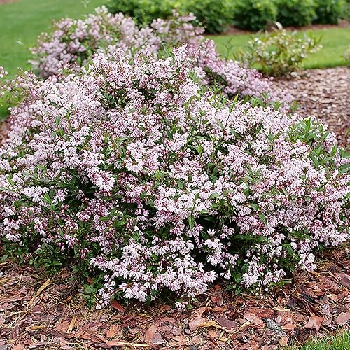 Yuki Kabuki™ - Deutzia - Maceta de 4" - Ganadores probados