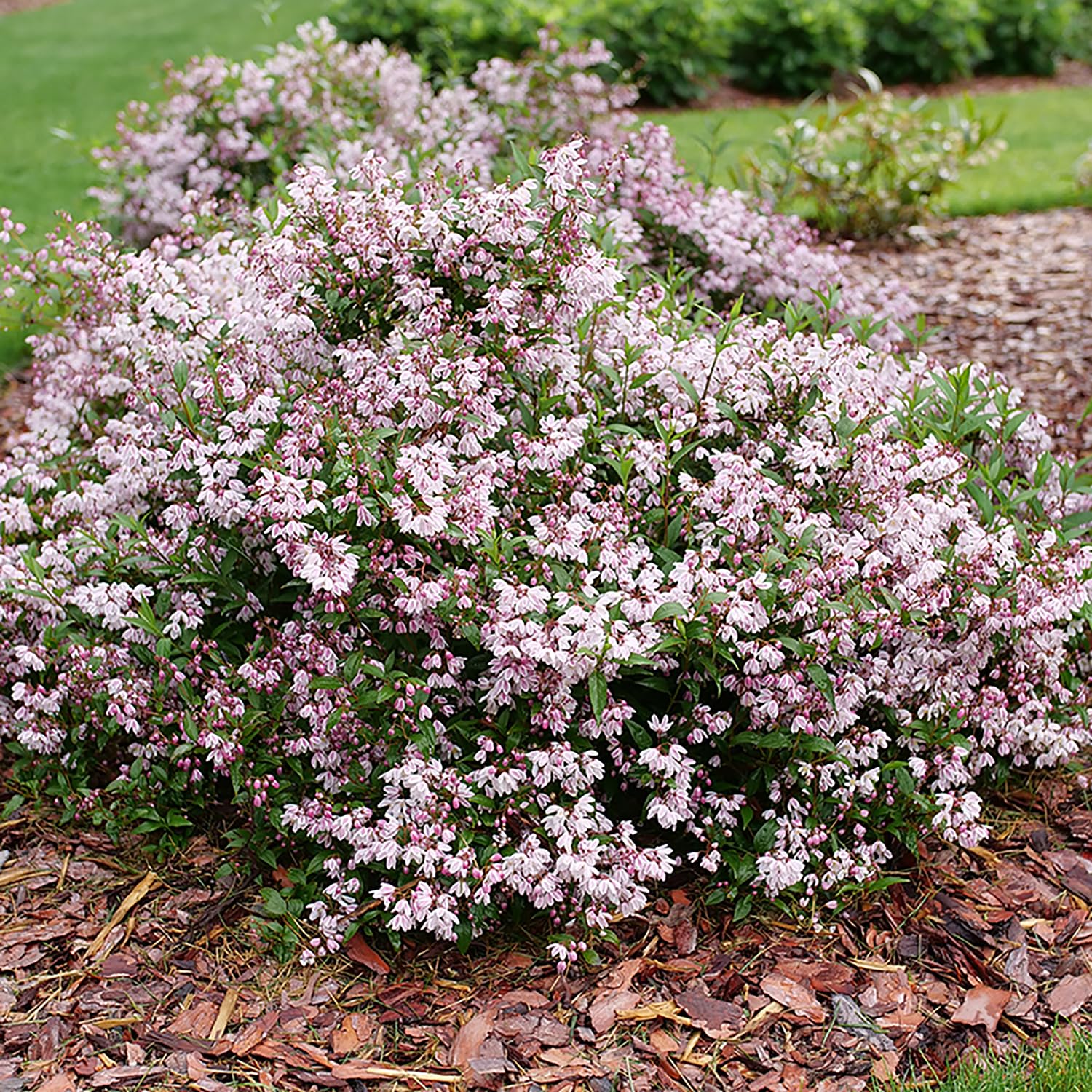 Yuki Kabuki™ - Deutzia - 4" Pot - Proven Winners