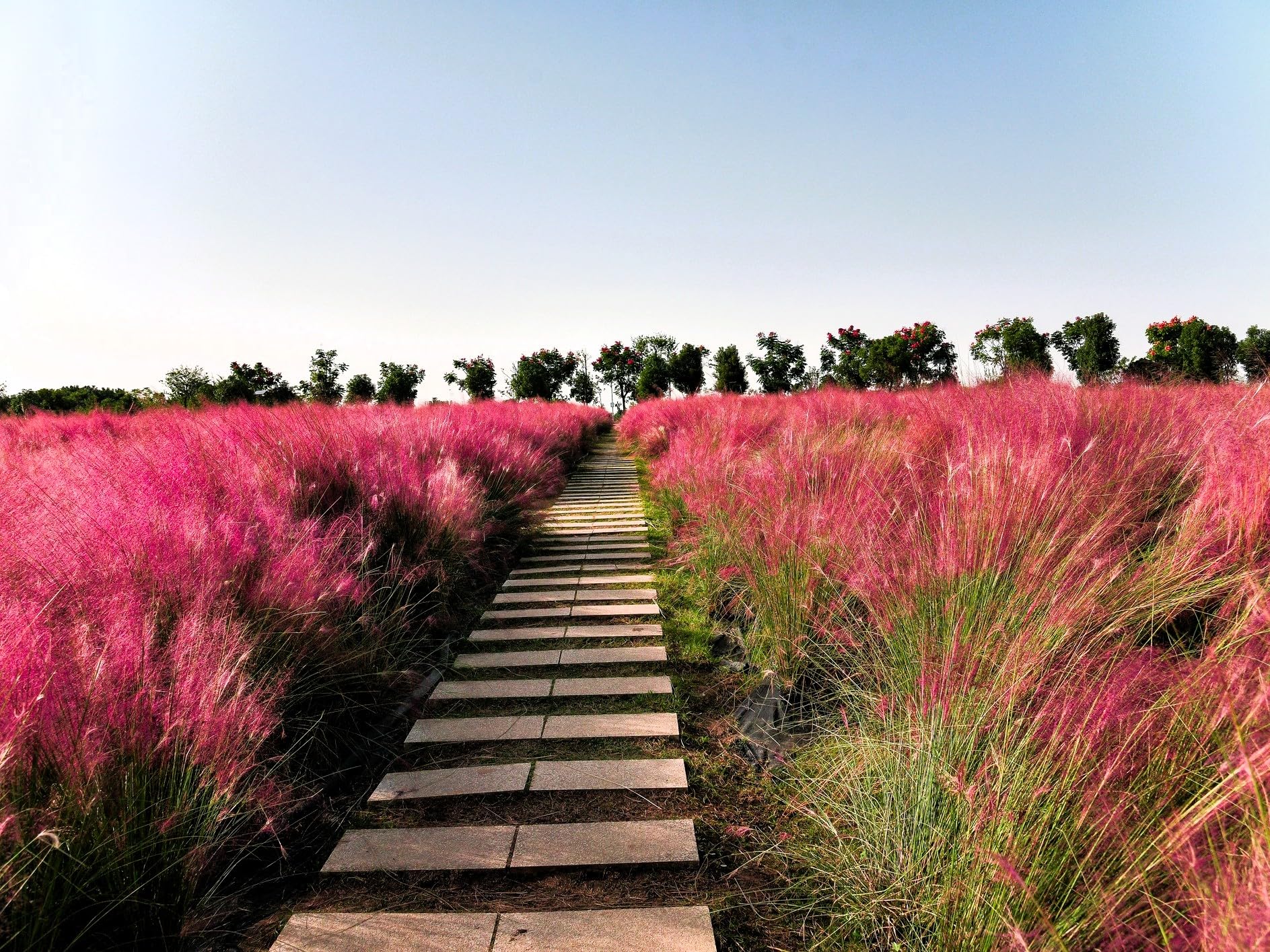 Greenwood Nursery Pink Muhly Grass