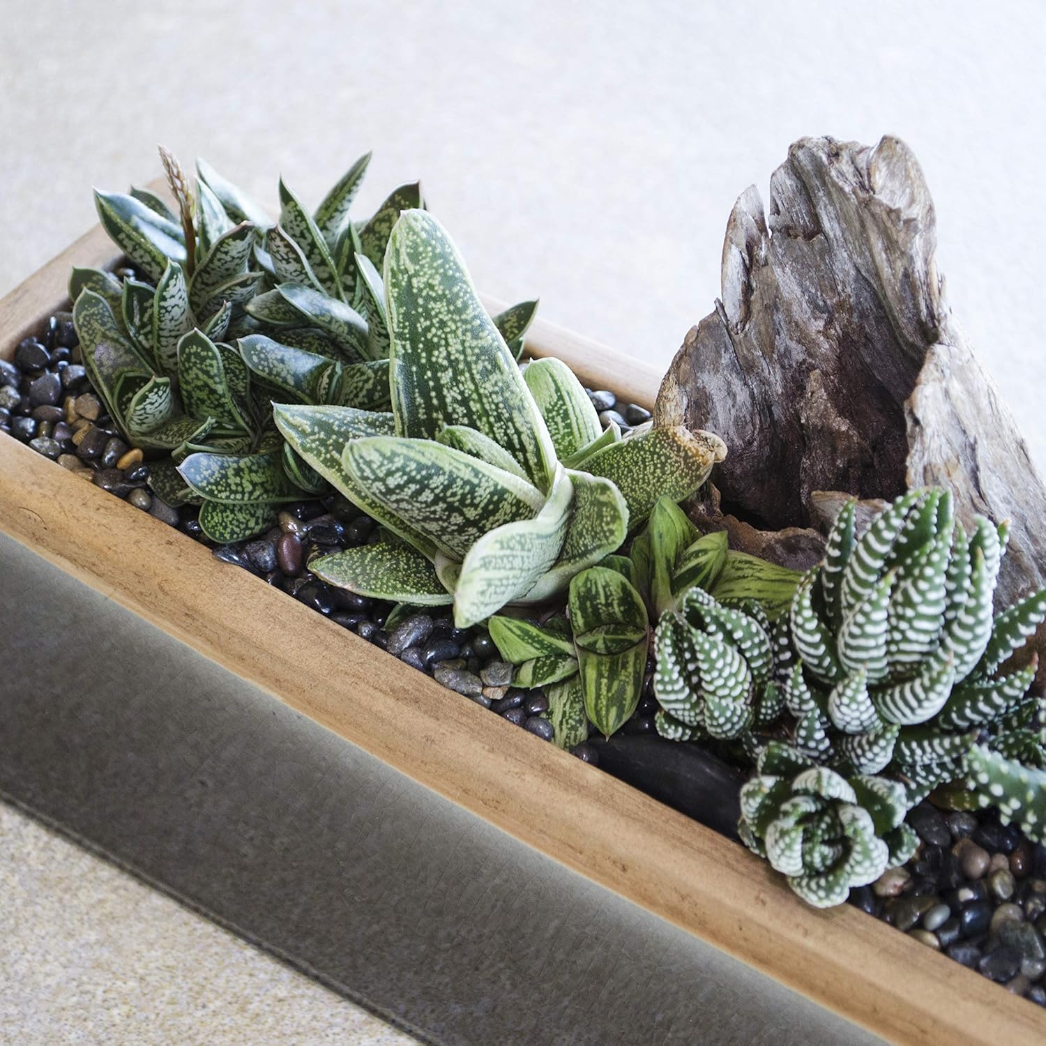 Altman Plants, Live Succulents Plants Live Window Plants (8PK), Live Indoor Plants Live Houseplants, Live Plants Indoor Cactus Plants Live, Succulent Plants House Plants Indoors Live in Succulent Soil