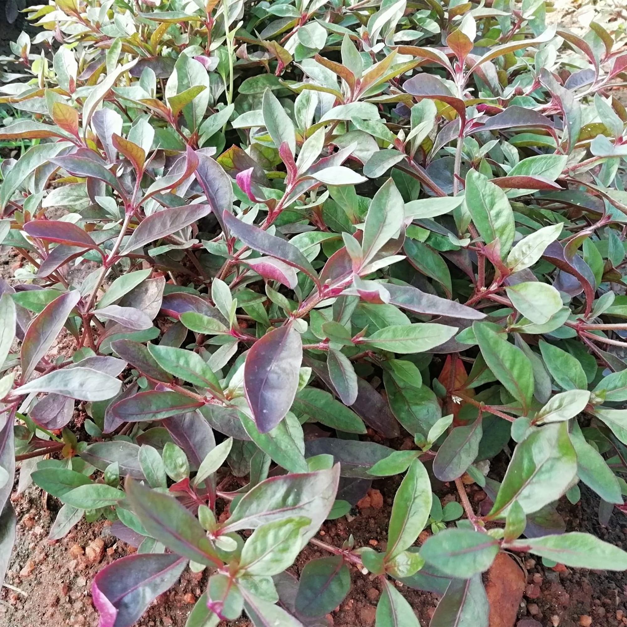 Ponnanganni Keerai Plant|Red Ponnanganni Keerai Plant|Dwarf Copper Leaf Spinach Plant|Red Gudrisag Plant(Pack of 12 plants) (B0CPWRR8Y4) Amazon Price History, Amazon Price Tracker