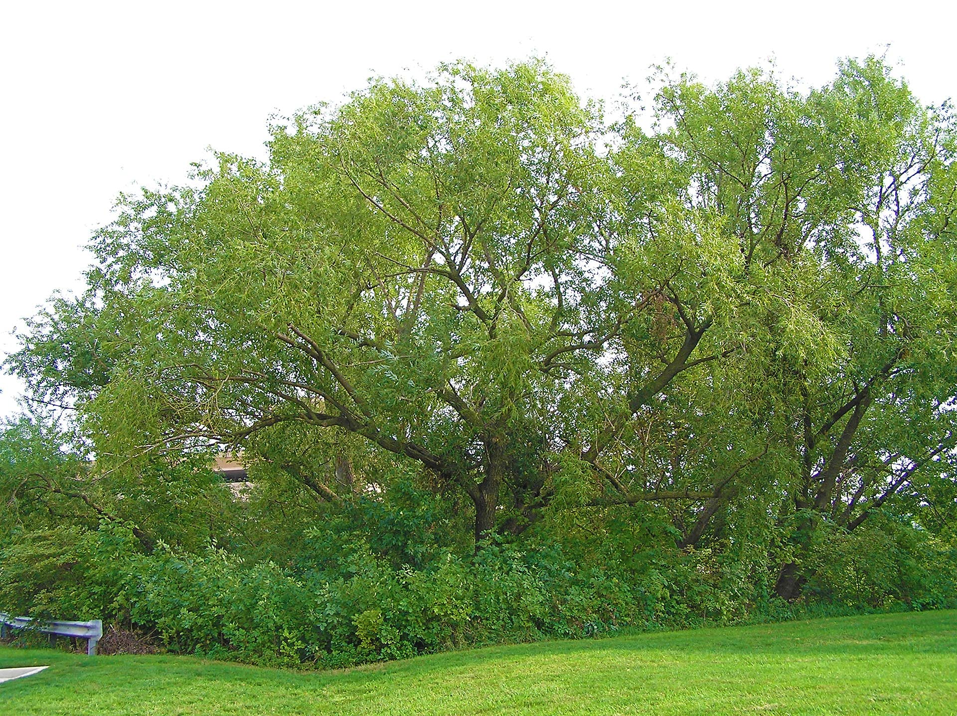 100 Hybrid Willow Tree Plant - Austree Cuttings Grow 12 Feet 1st Season ...