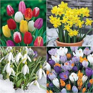 Traditional Spring Flowering Garden Bulb Mix X 100 Bulbs by Growtanical®