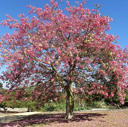 Miniatura 5 de CHUXAY GARDEN Chorisia Speciosa Semillas para plantar hilo de seda Árbol 10 semillas de acento vistoso planta floración Árbol caducifolio llamativa