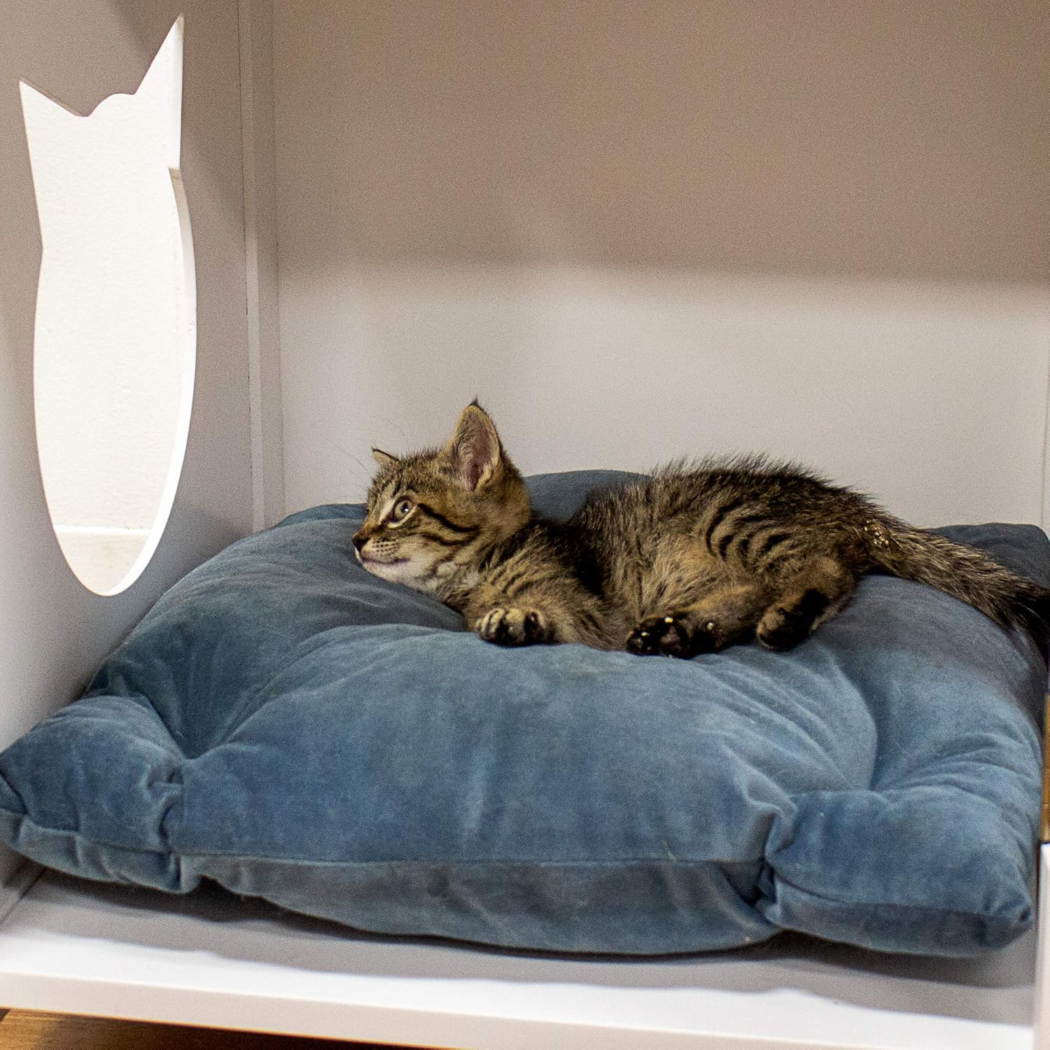 Buy PennPlax Cat Walk Furniture Contemporary Home Cat Litter