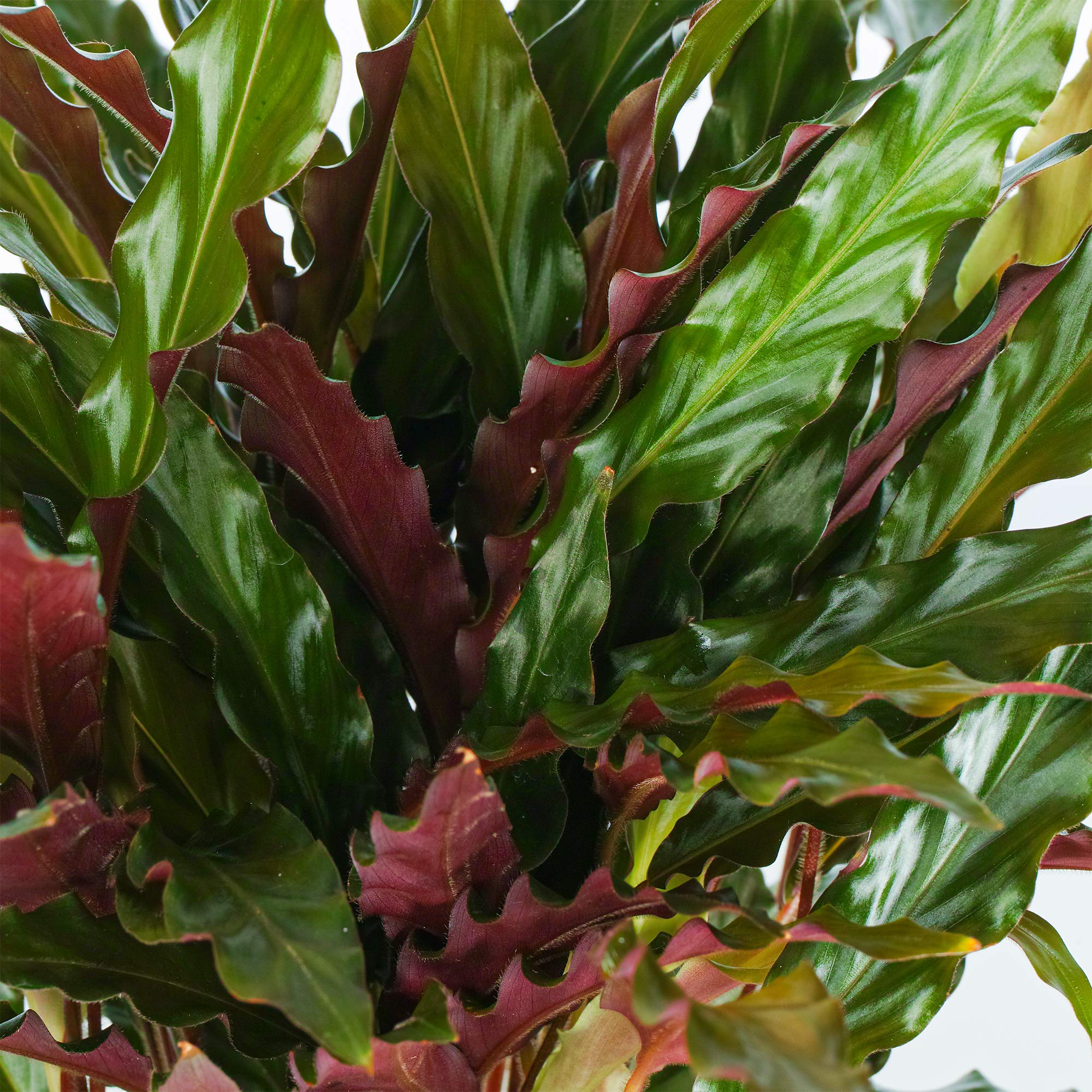 roseopicta calathea Purple Rose Painted Calathea: Pet Safe Plants for Plant Lovers - (6” Pot) –  Purple Calathea Roseopicta main image 1