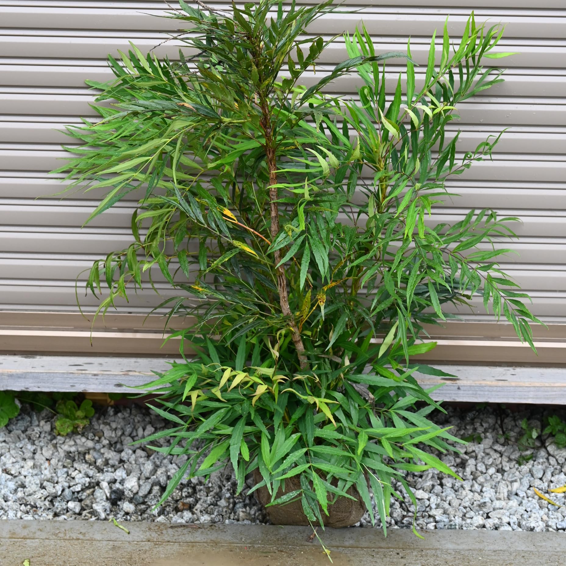 Amazon.co.jp: マホニアコンフューサ 細葉ヒイラギナンテン : DIY 